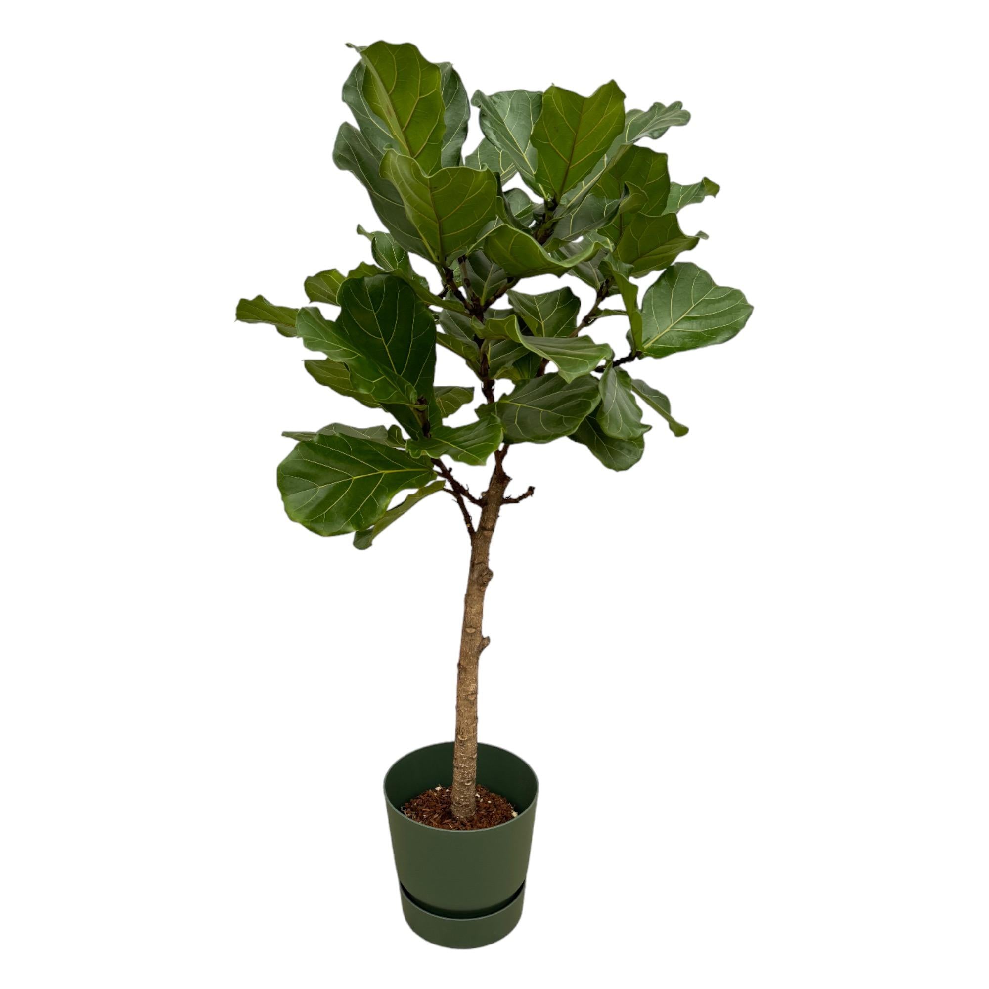 Ficus Lyrata stam inclusief elho Round - stijlvolle kunstplant met bijpassende pot