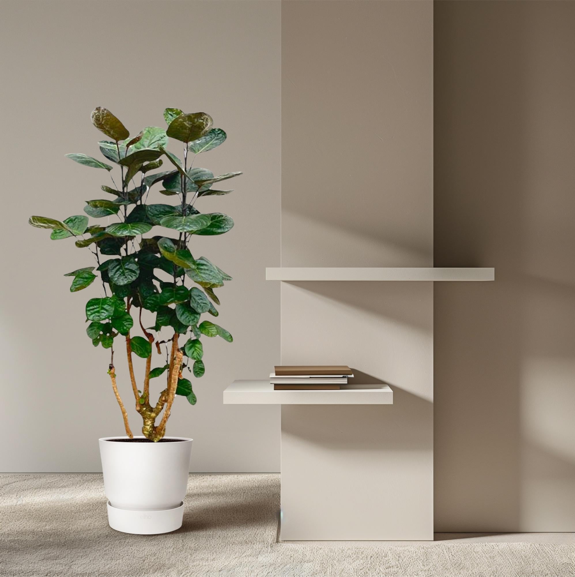 Polyscias Fabian - decoratieve kamerplant voor binnen, sierlijke bladeren en sterke groei