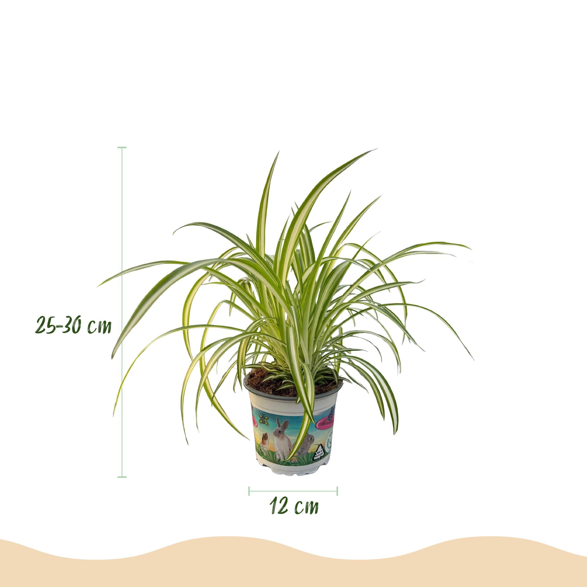 Green boutiQ - Kamerplant - Chlorophytum comosum Variegatum - Bonte Graslelie - Huisdiervriendelijke Plant - Groen - 1 Plant - Pot 12cm - Hoogte 20cm