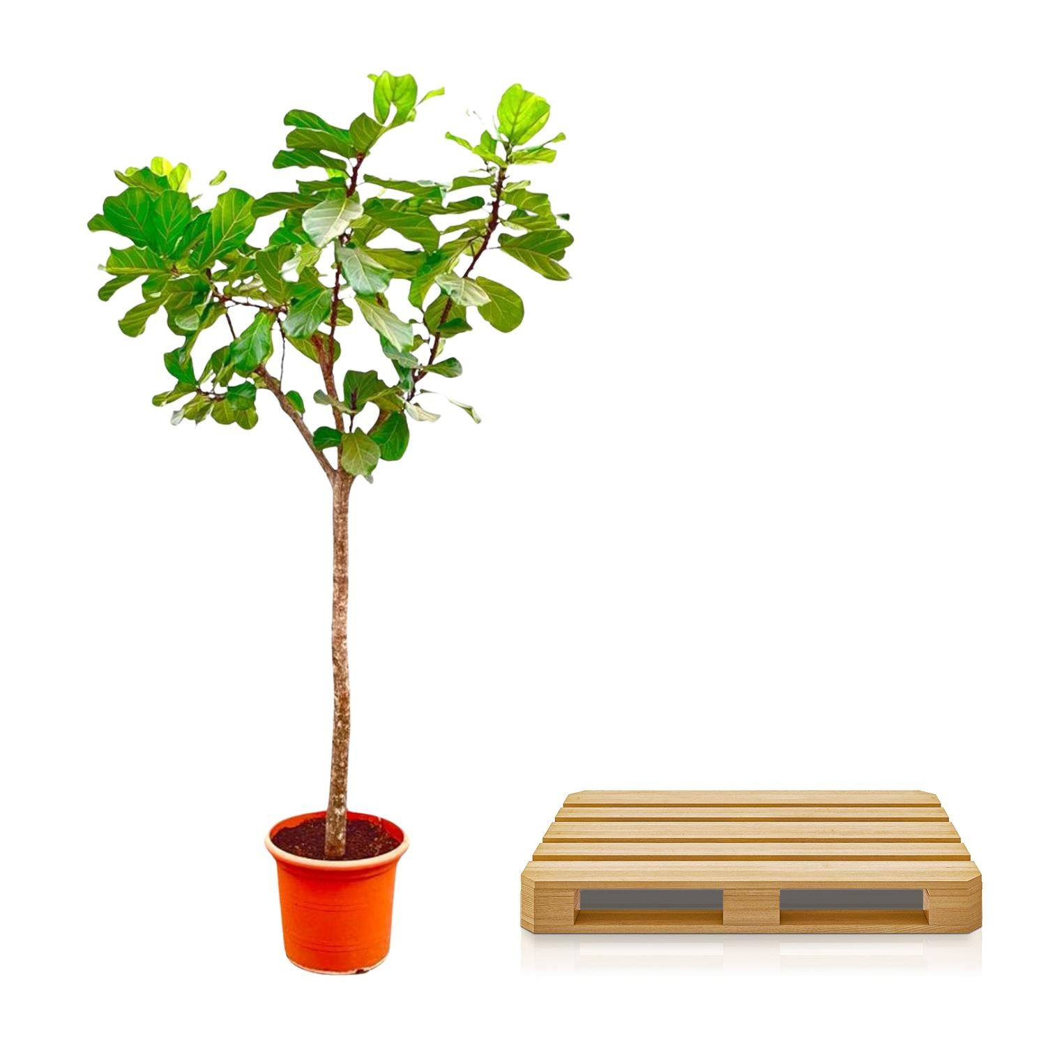 Ficus Lyrata boom - grote, stijlvolle kamerplant voor binnen en interieurdecoratie
