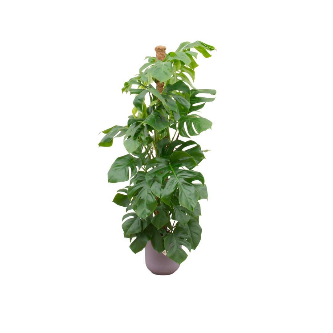 Combi deal – Monstera Pertusum XL + elho Vibes Fold Round - 150 cm, Ø30