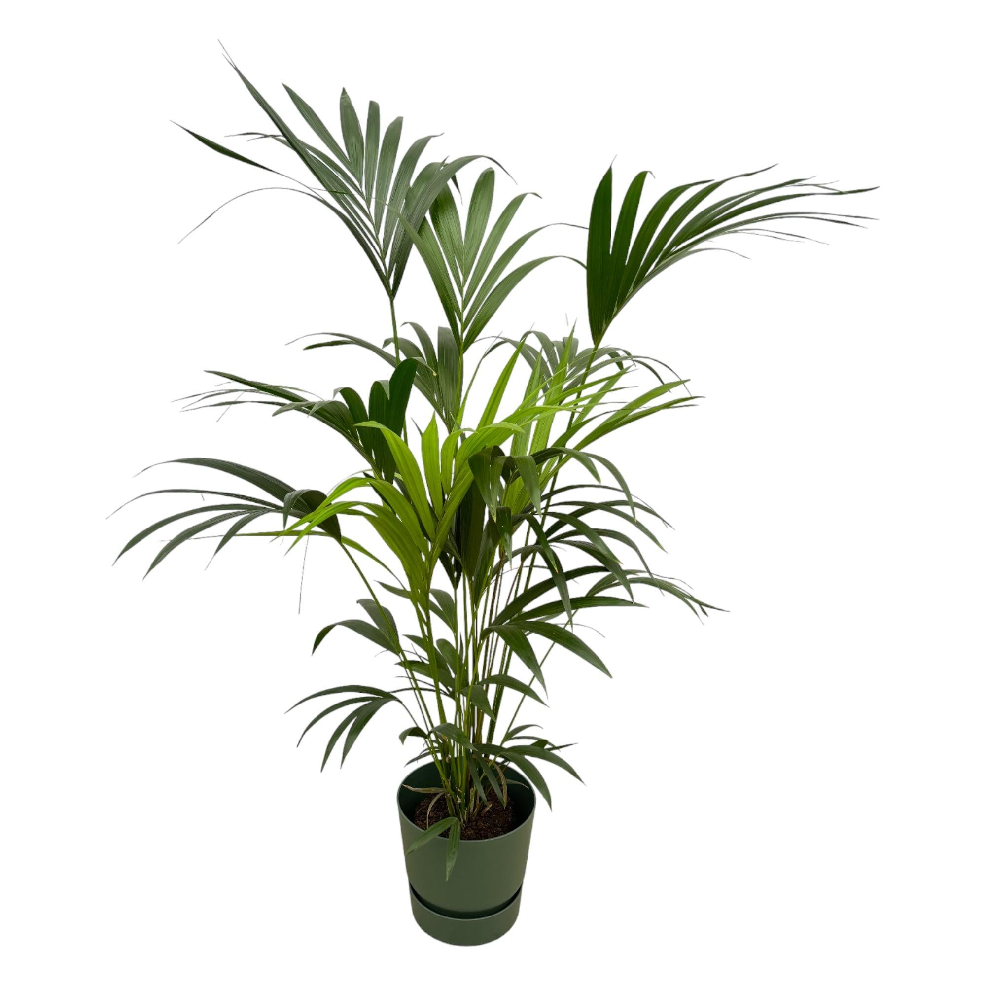 Combi deal - Kentia palm inclusief elho sierpot voor binnen, elegante kamerplant