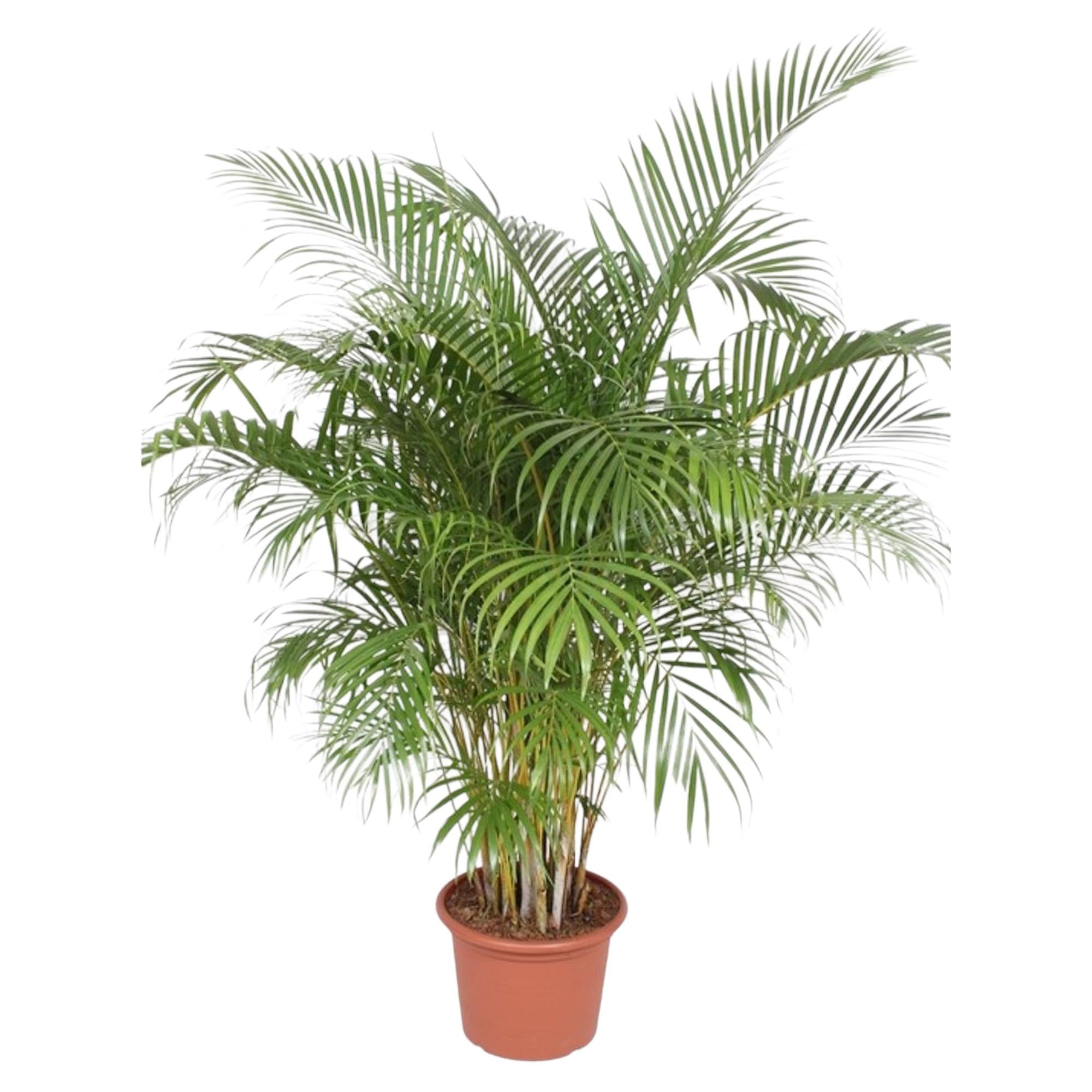 Dypsis Lutescens (Areca Palm) — Premium Tropische kamerplant