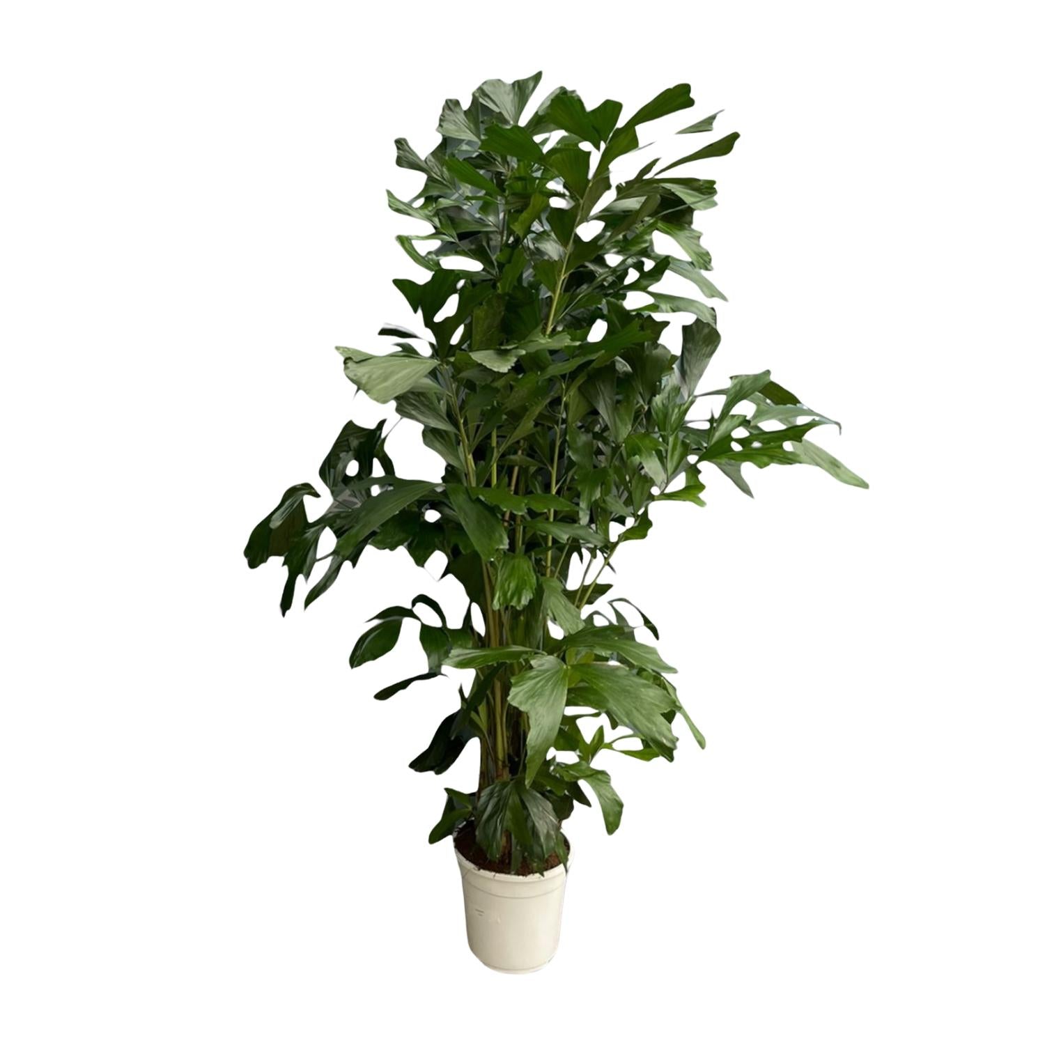 Caryota Mitis (vissenstaartpalm) – bijzondere grote kamerpalm
