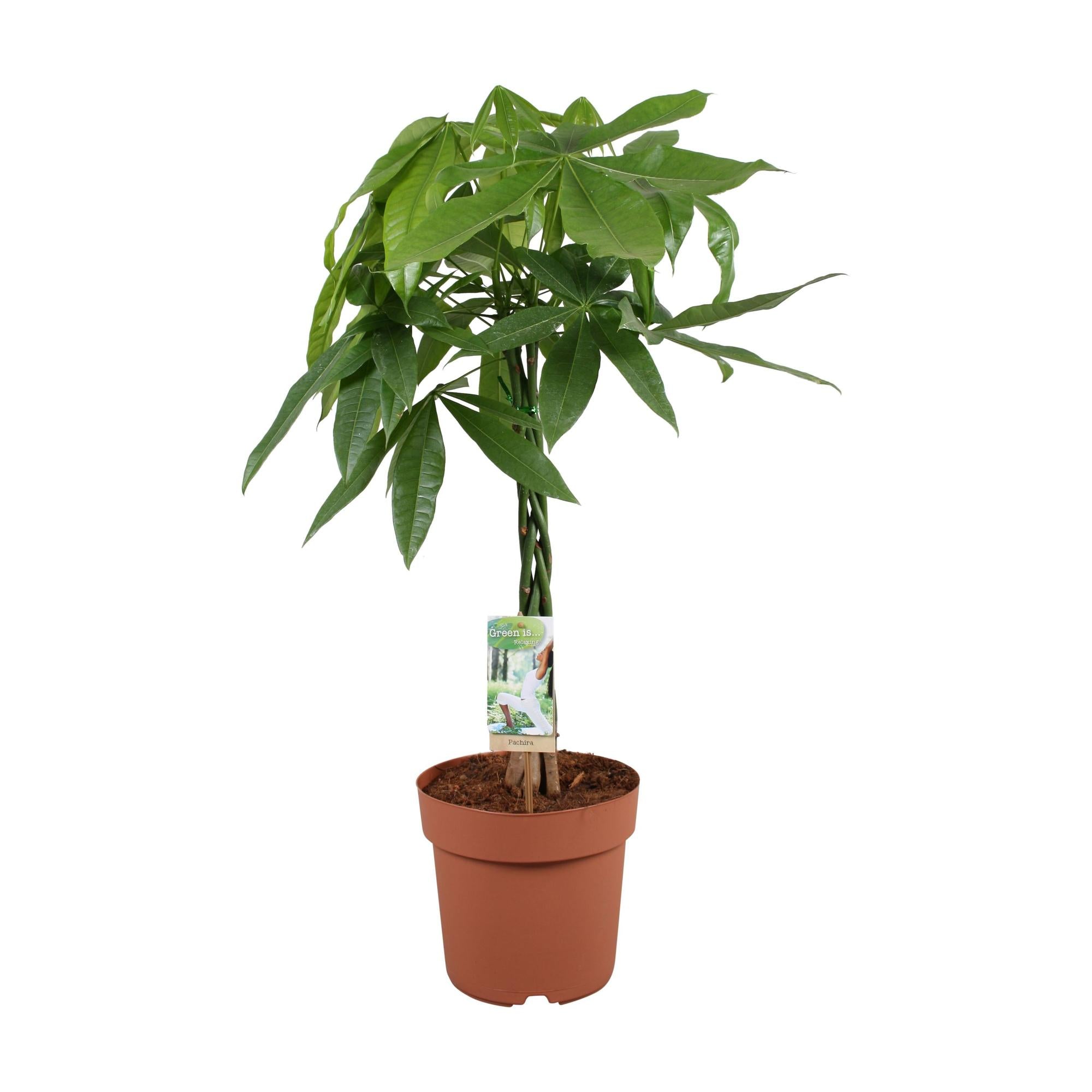 Pachira Aquatica kamerplant – decoratieve geldboom voor huis & kantoor