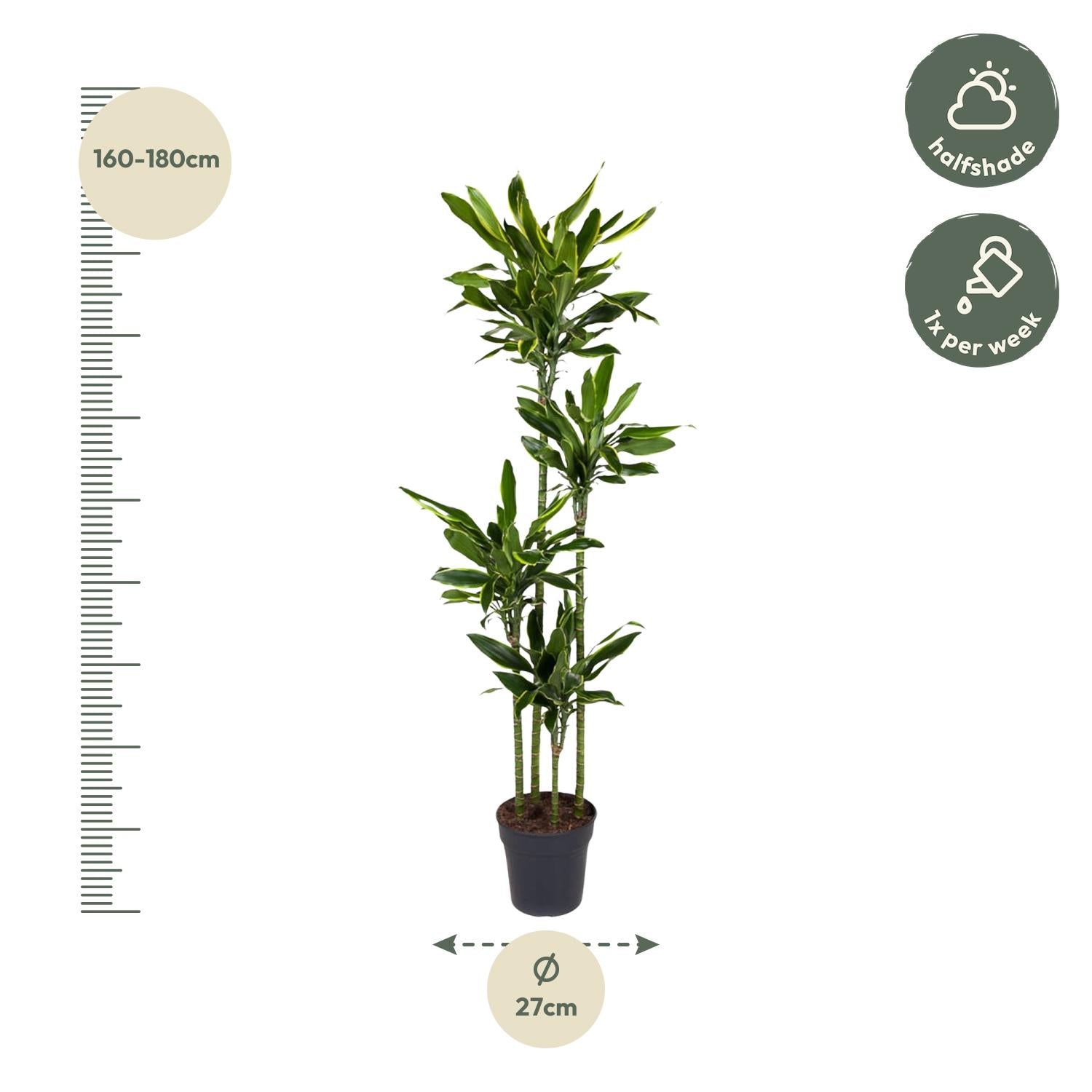 Dracaena Golden Coast – grote twee-kleurige Dracaena kamerplant in kweekpot