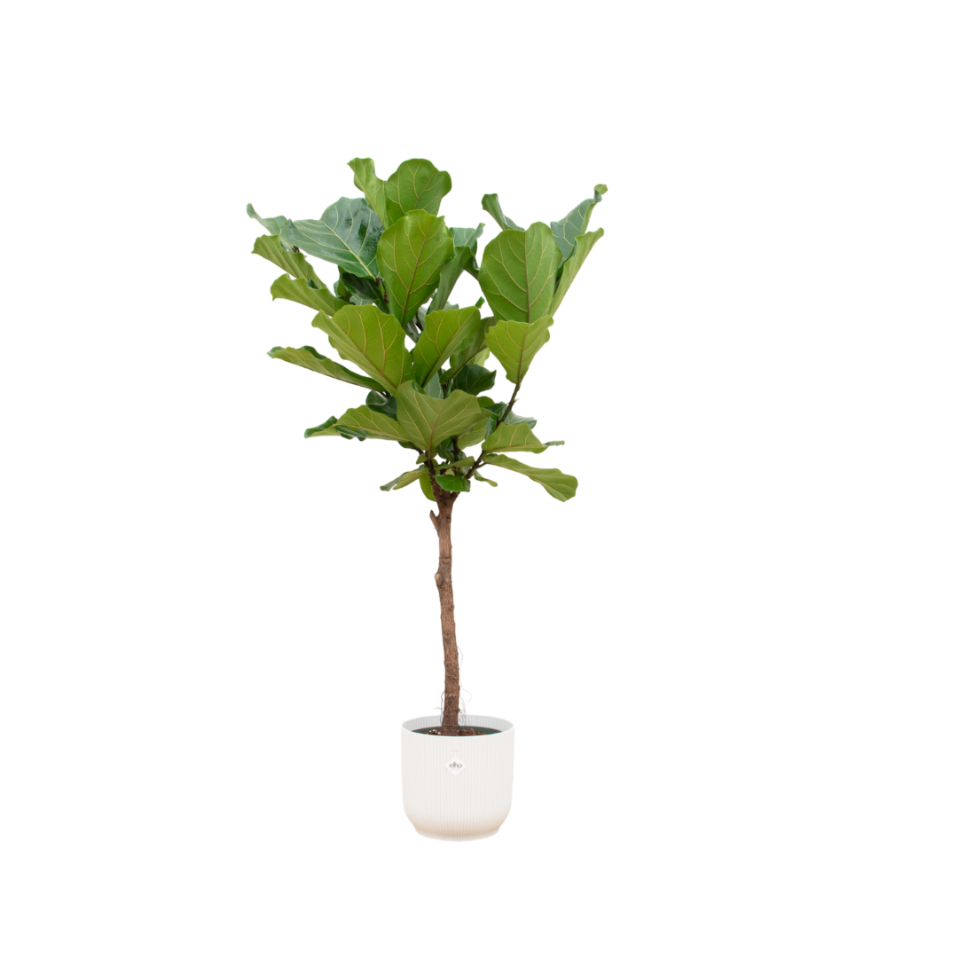 Ficus Lyrata stam inclusief elho Round - stijlvolle kunstplant met bijpassende pot