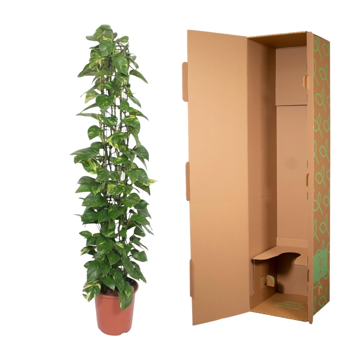 Epipremnum Aureum gaasrek - 160 cm - ø27