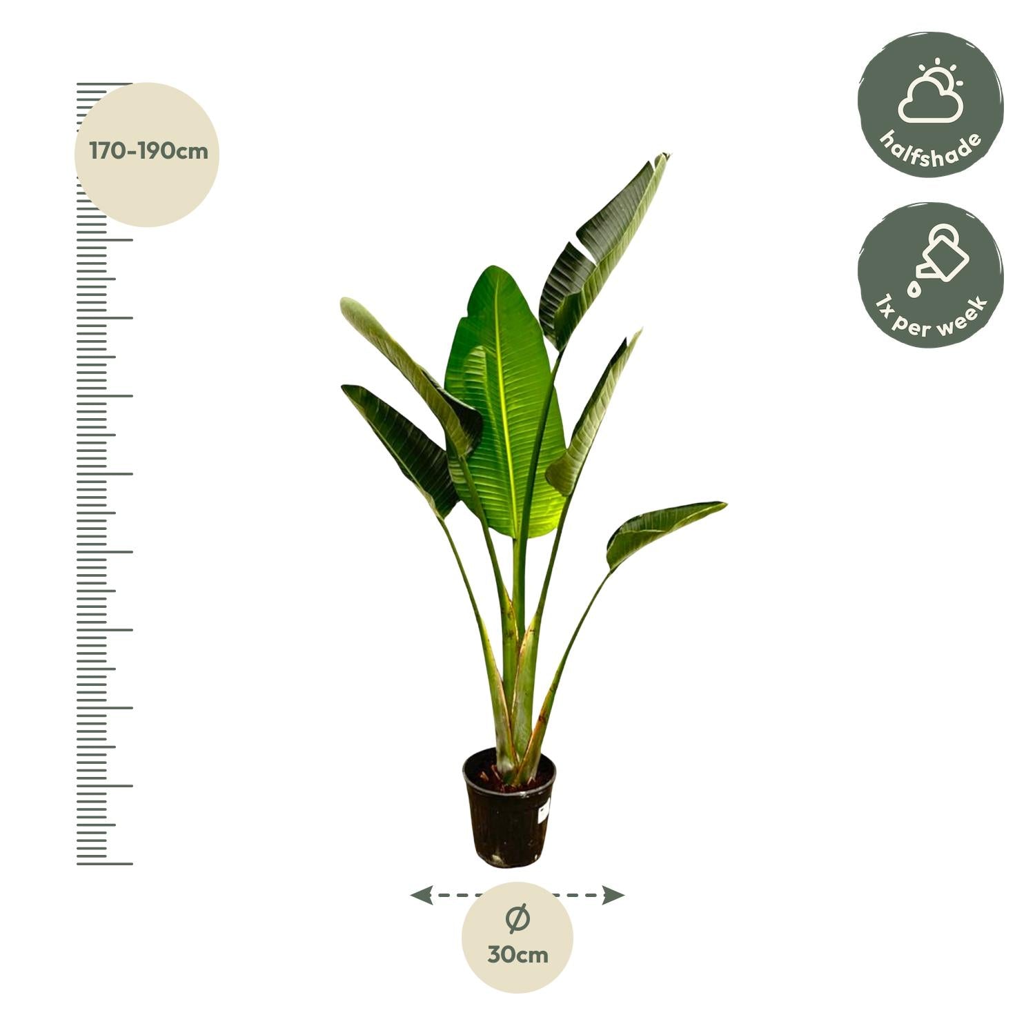 Strelitzia Augusta – grote paradijsvogelplant kamerplant in kweekpot