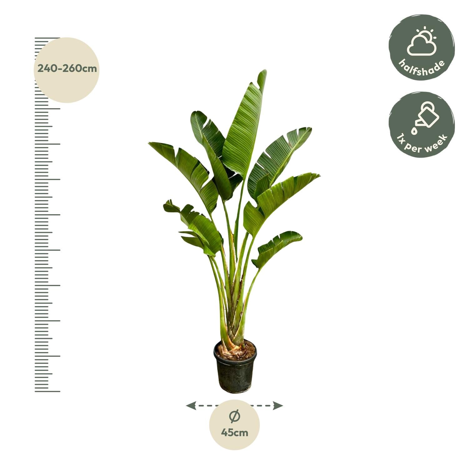Strelitzia Augusta – grote paradijsvogelplant kamerplant in kweekpot