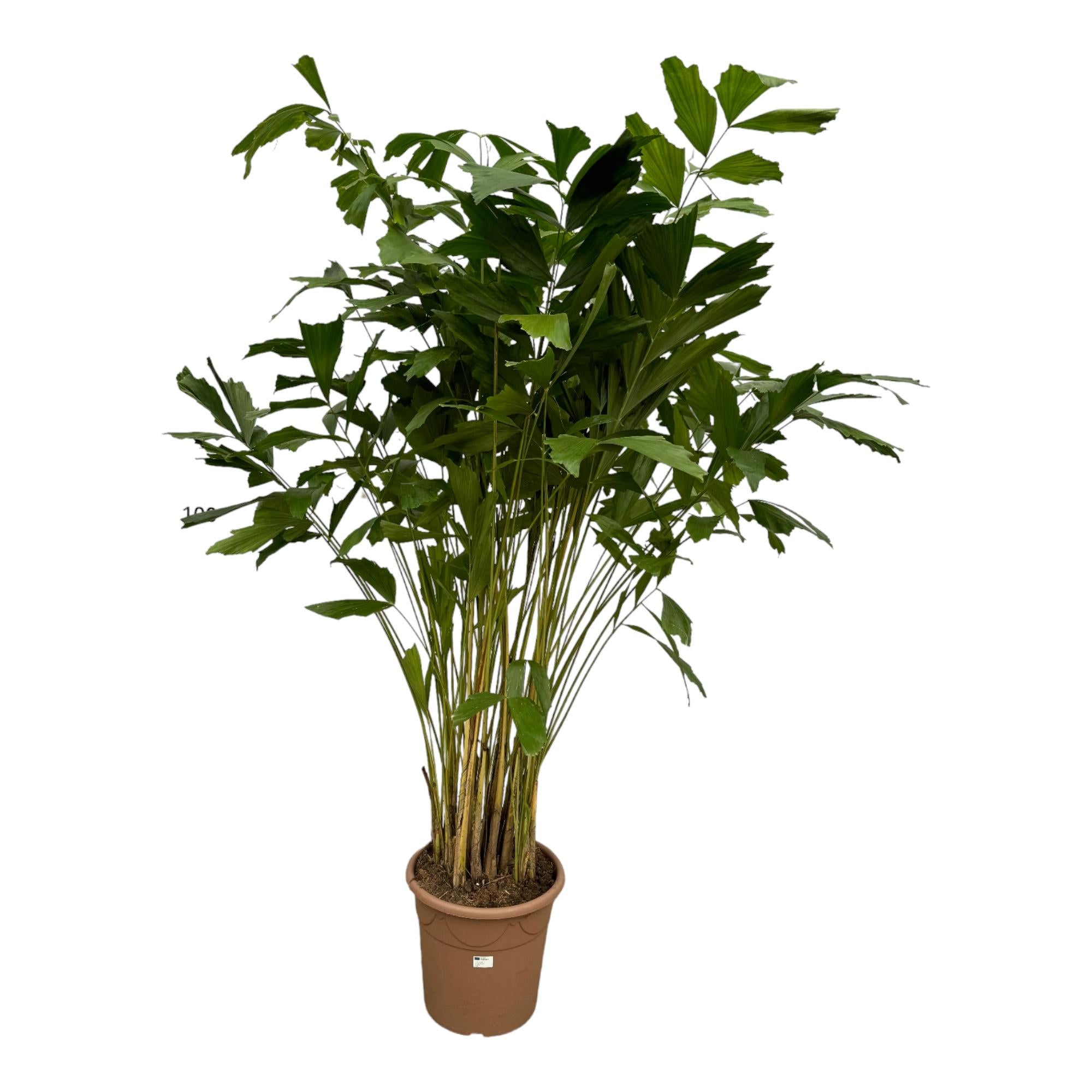 Caryota Mitis (vissenstaartpalm) – bijzondere grote kamerpalm