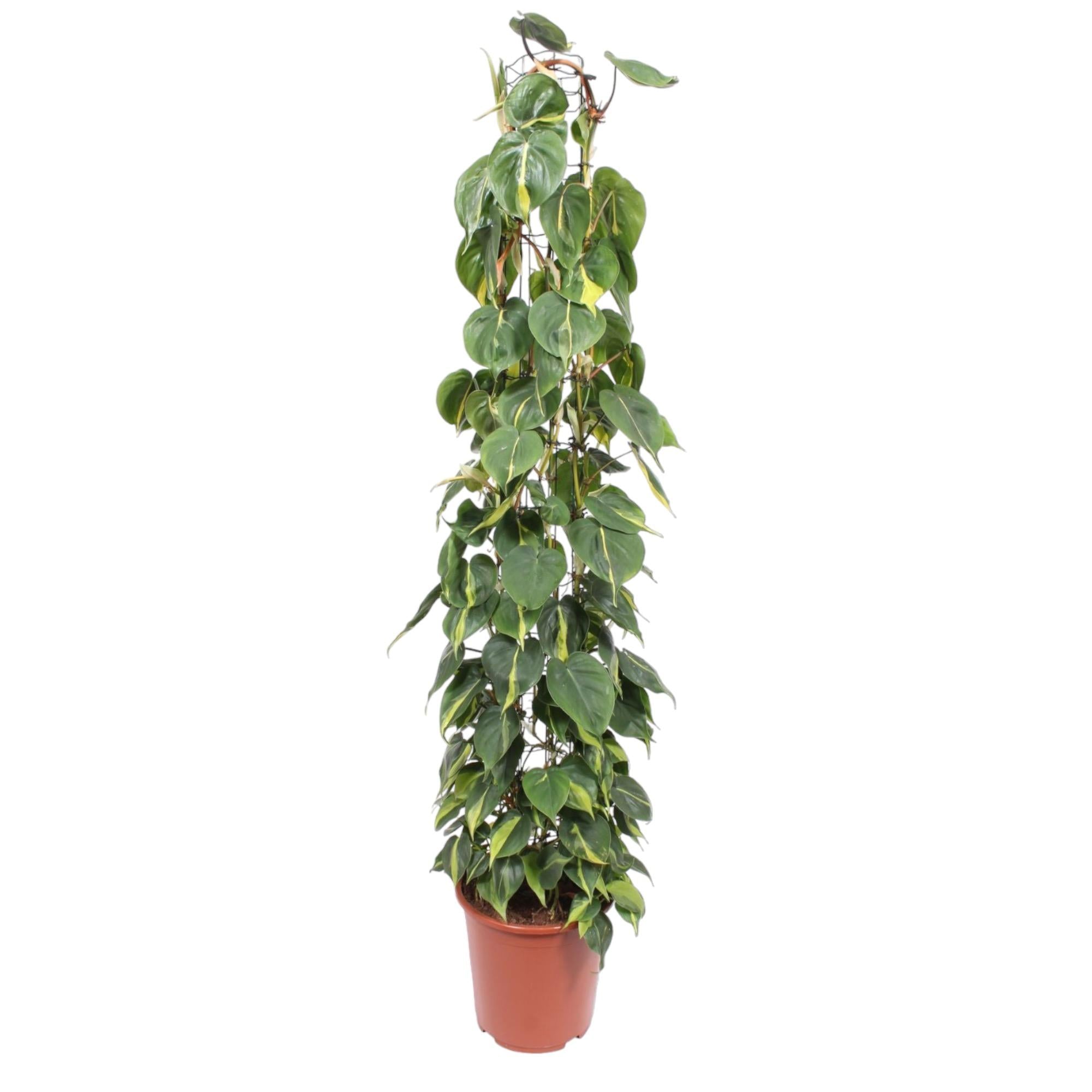 hilodendron Scandens – klimplant op gaasrek (groen & Brasil)