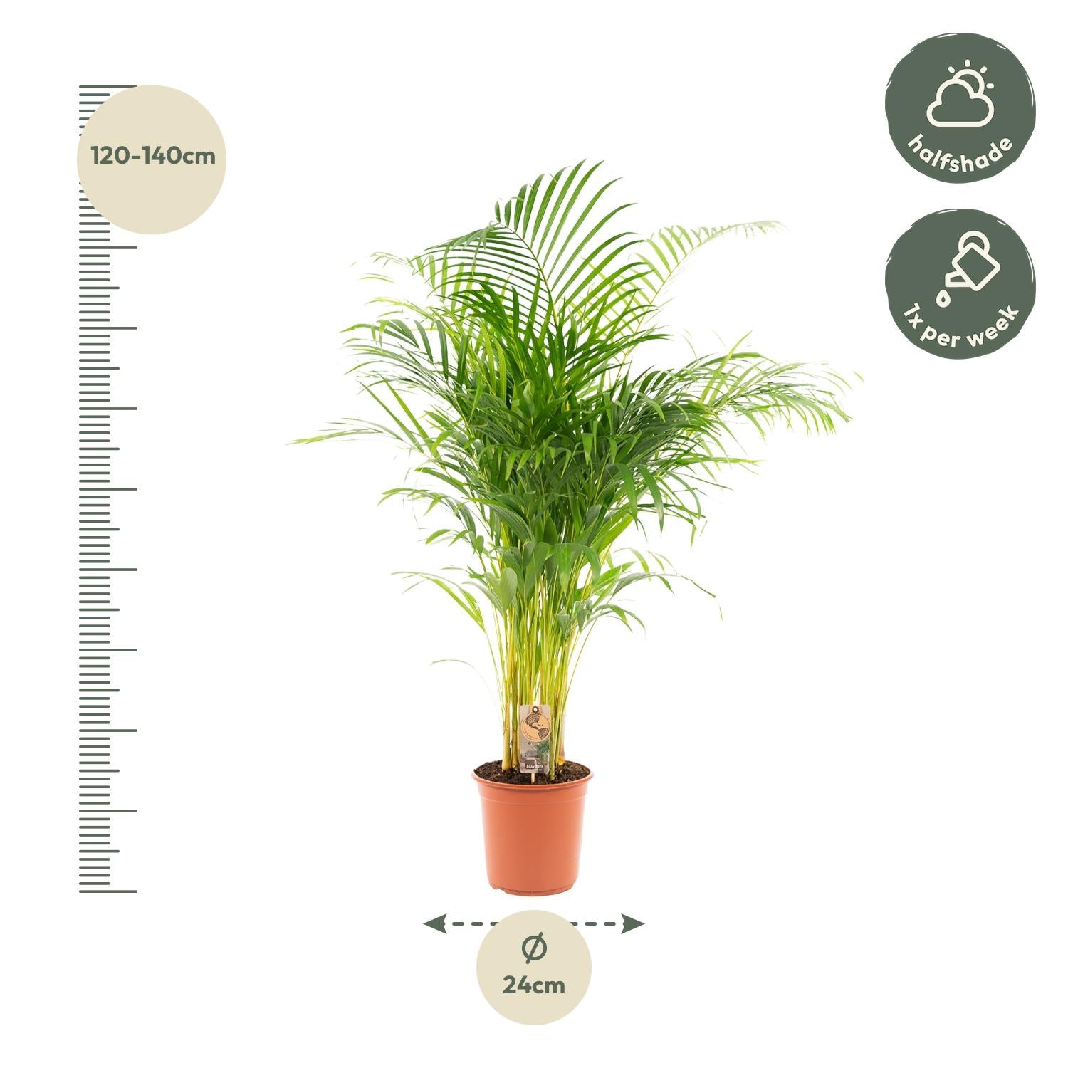 Areca palm - Luxe kamerplant voor binnen, onderhoudsarm en decoratief