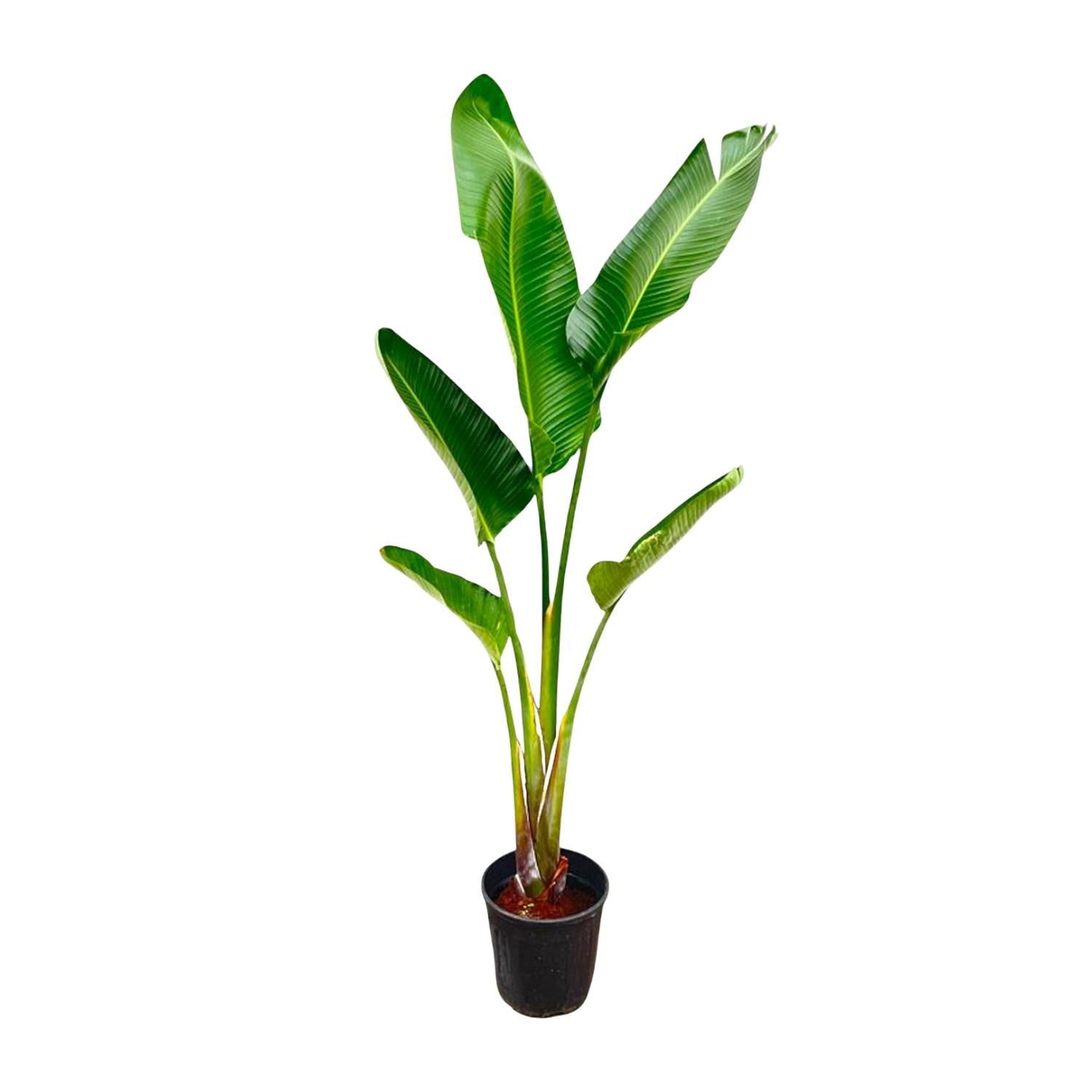Strelitzia Augusta – grote paradijsvogelplant kamerplant in kweekpot