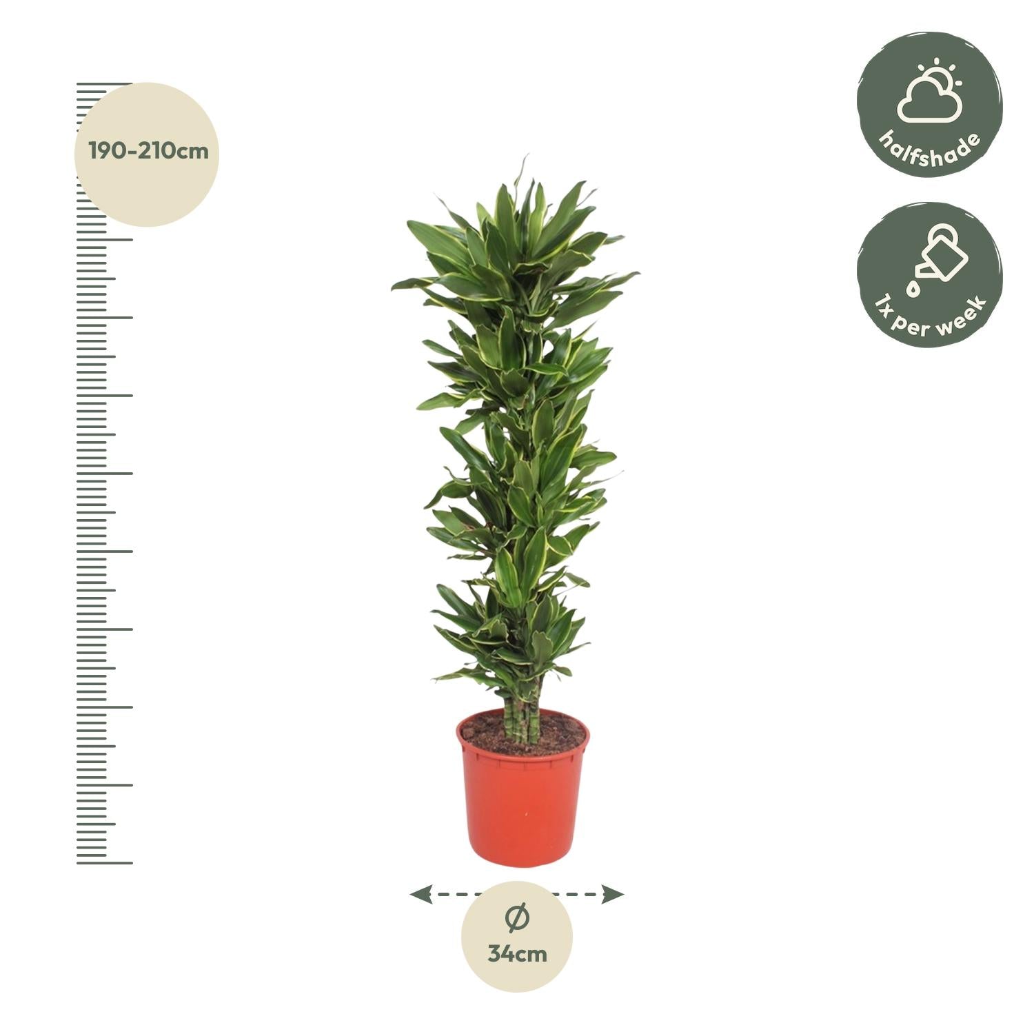 Dracaena Golden Coast – grote twee-kleurige Dracaena kamerplant in kweekpot