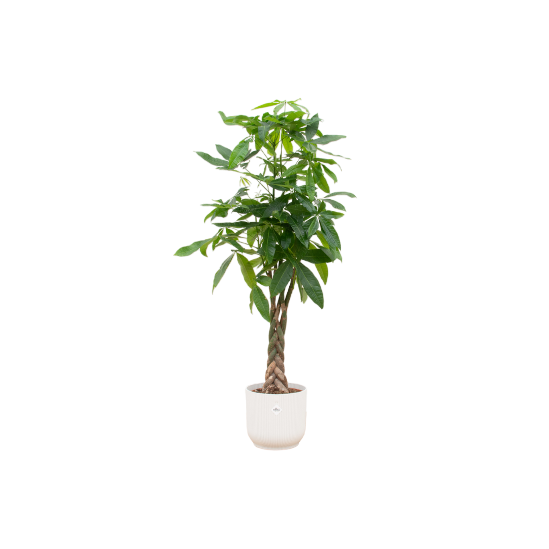 Combi deal - Pachira Aquatica inclusief elho Vibes Fold Round pot - 160cm - Ø30