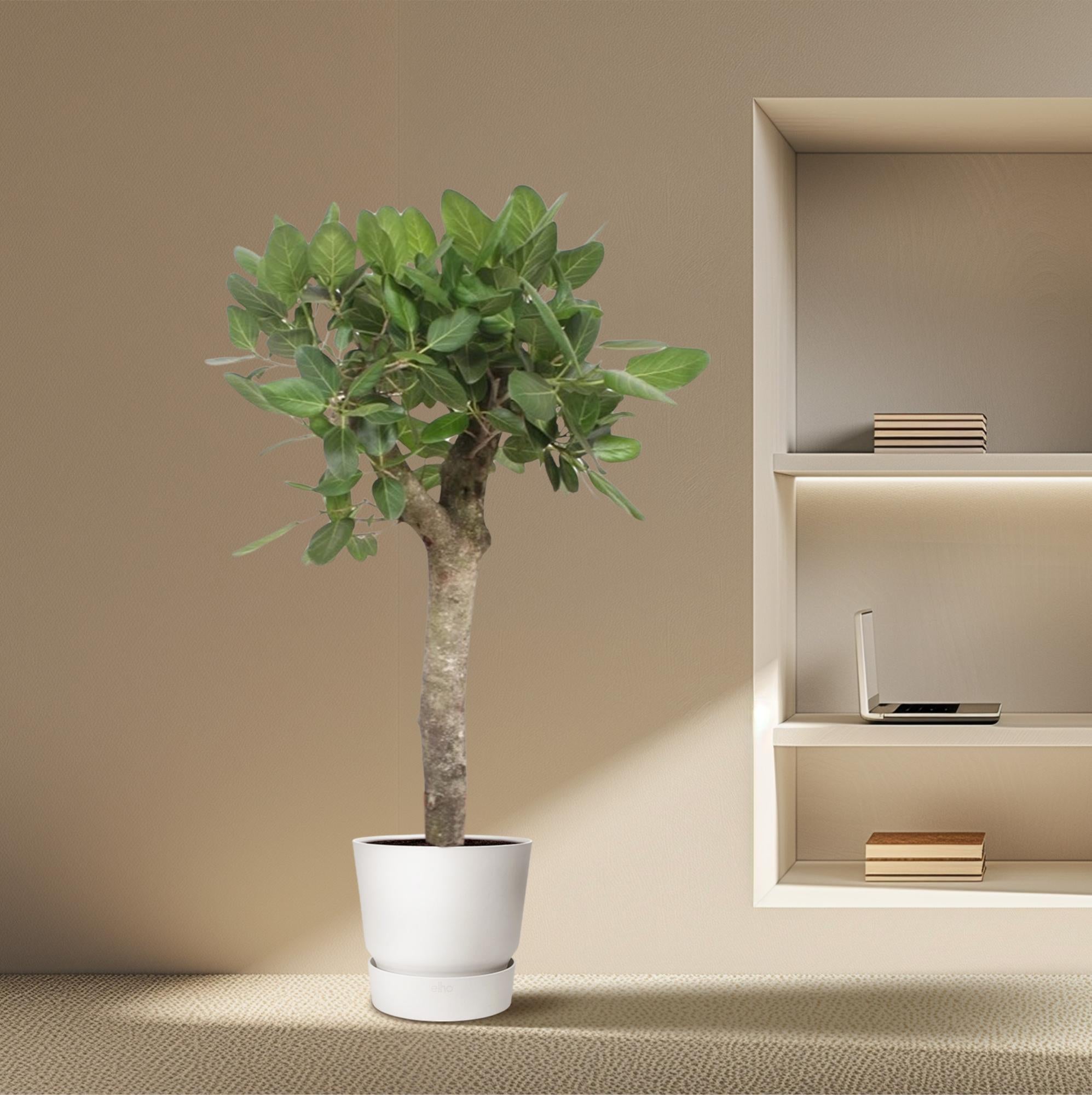 Ficus Benghalensis – grote banyan ficus kamerboom