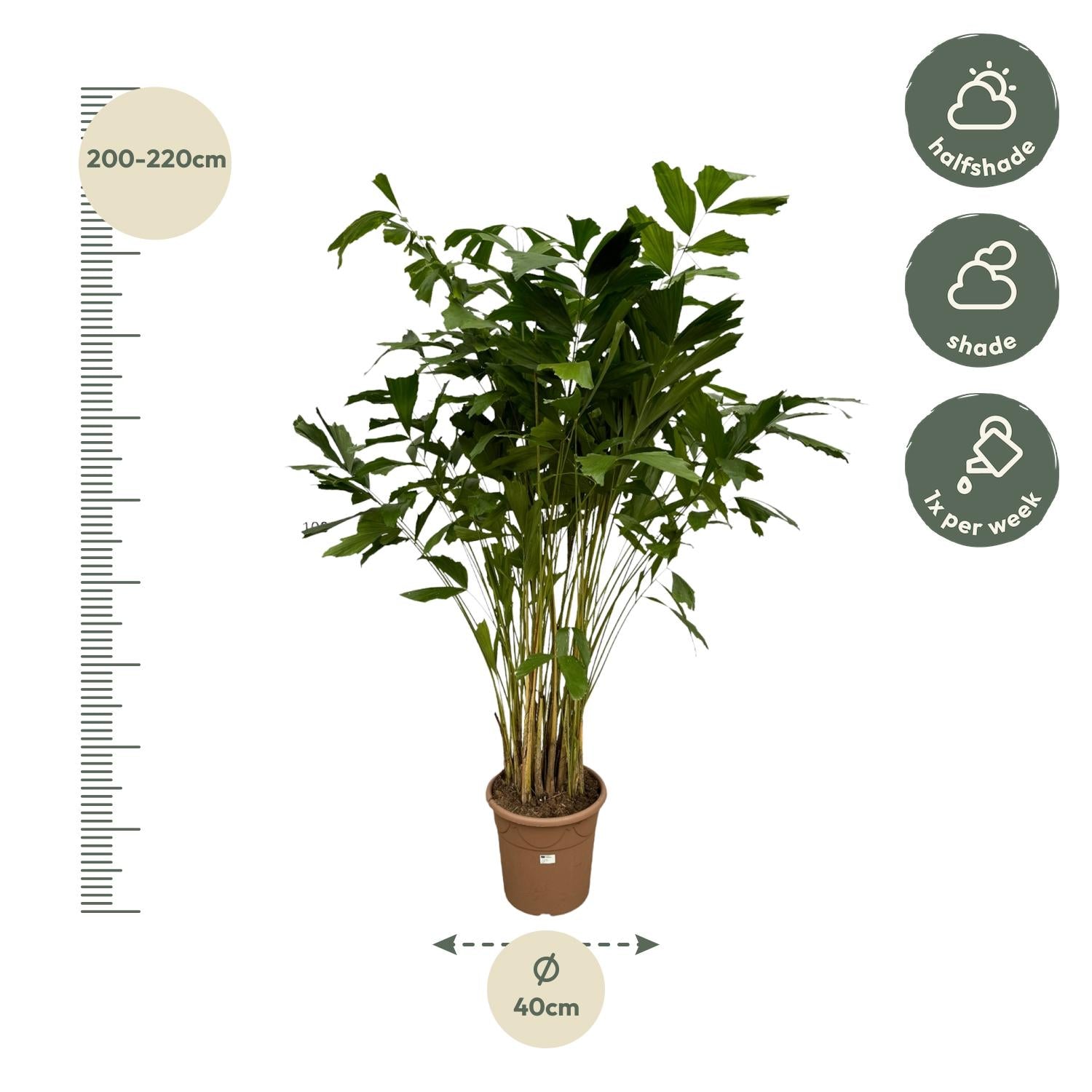 Caryota Mitis (vissenstaartpalm) – bijzondere grote kamerpalm