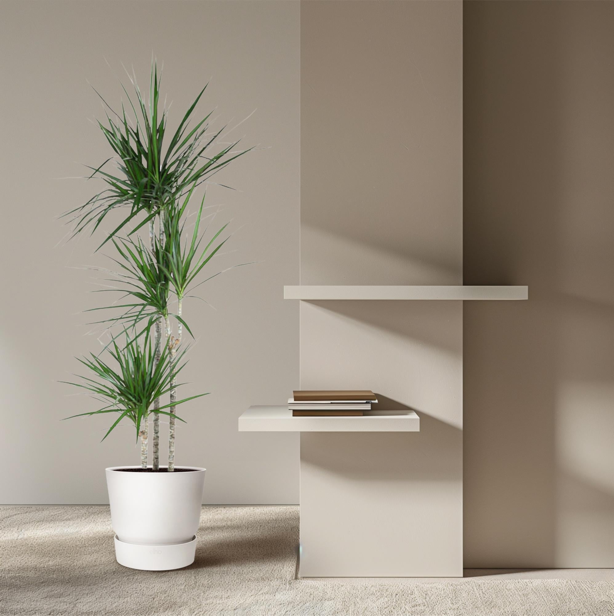Dracaena Marginata - kamerplant in kweekpot