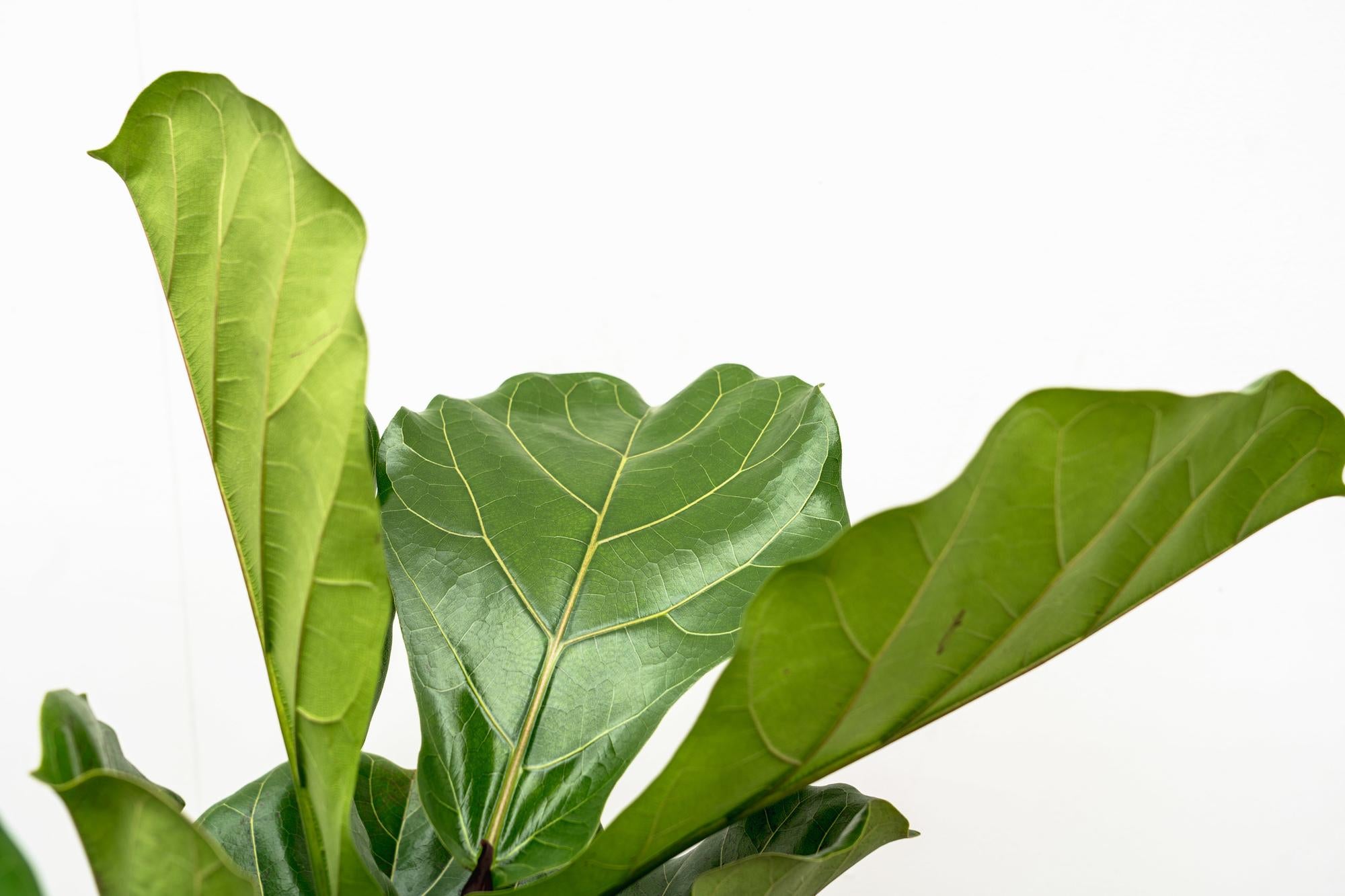 Ficus Lyrata vertakt - grote sierkamerplant met stevige stam, vol weelderig blad