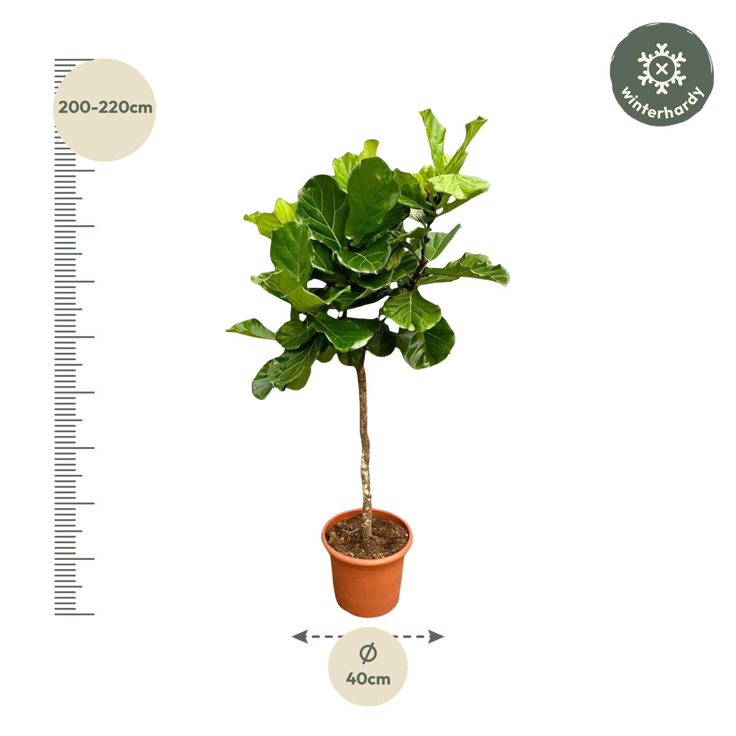 Ficus Lyrata boom - grote, stijlvolle kamerplant voor binnen en interieurdecoratie
