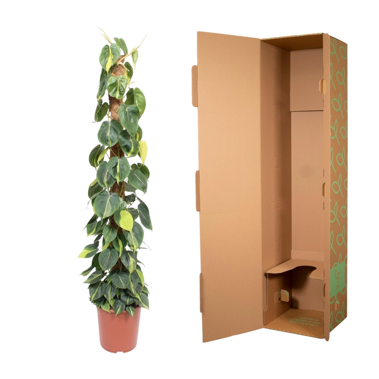 Philodendron Scandens – klimplant op mosstok (groen & Brasil)