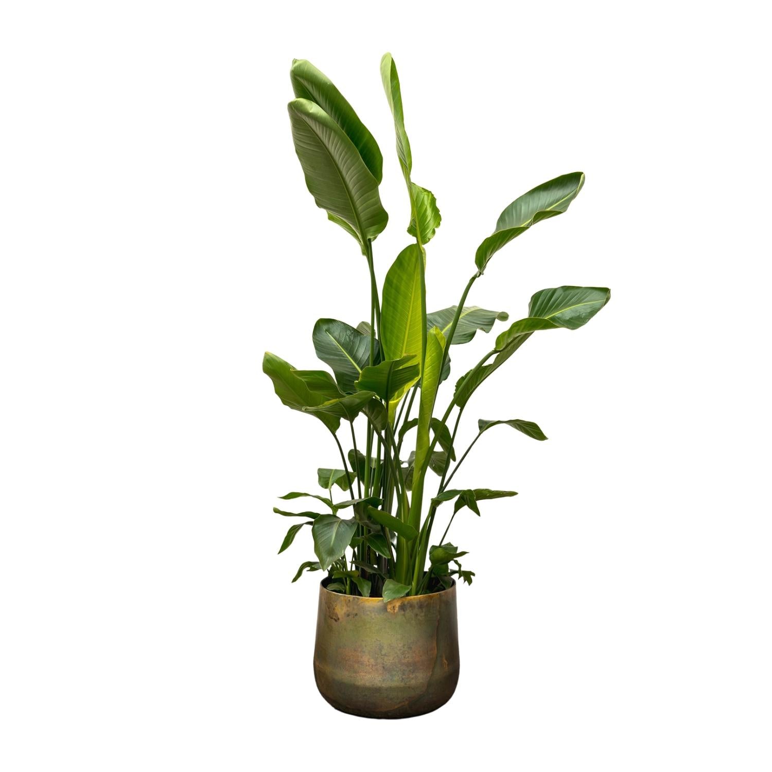 Strelitzia Nicolai - Tropische kamerplant voor binnen, decoratieve exotische plant