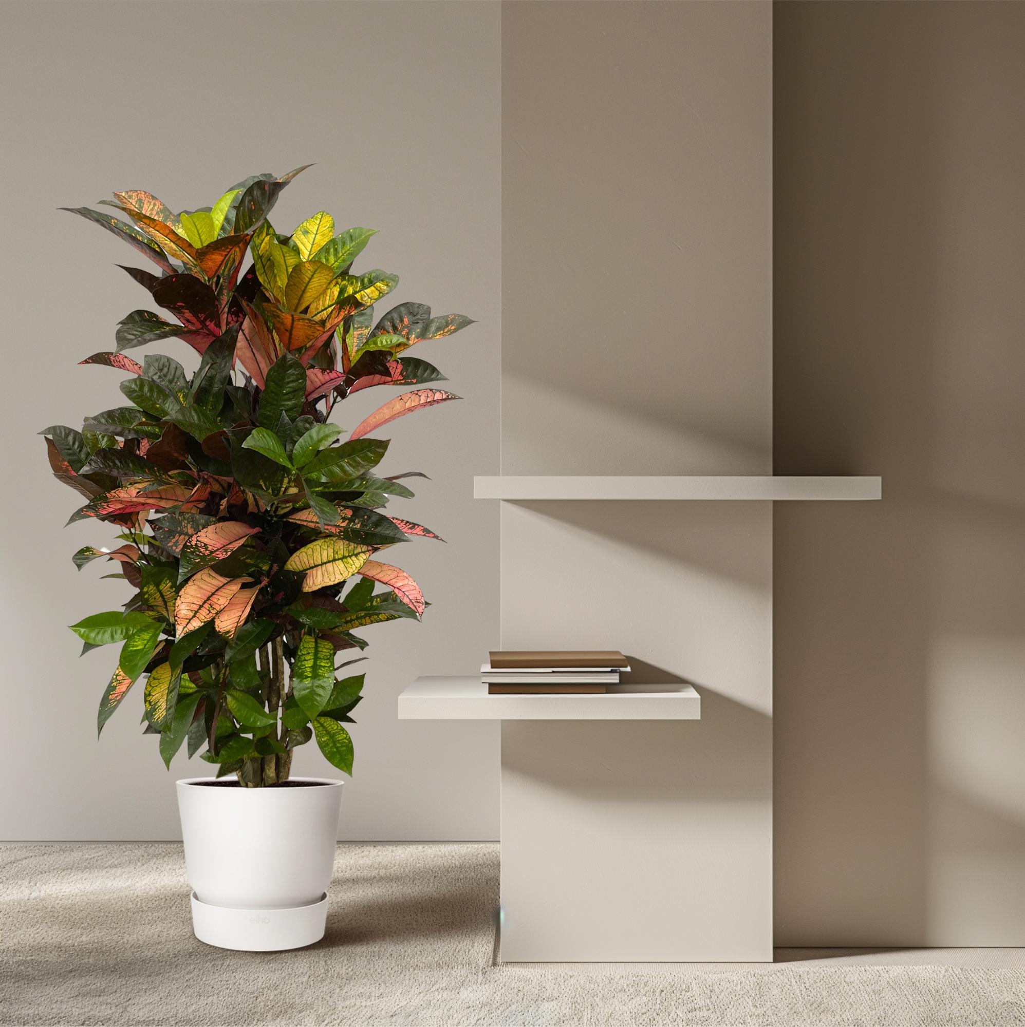 Codiaeum (Croton) Iceton vertakt - 110 cm - Ø24cm