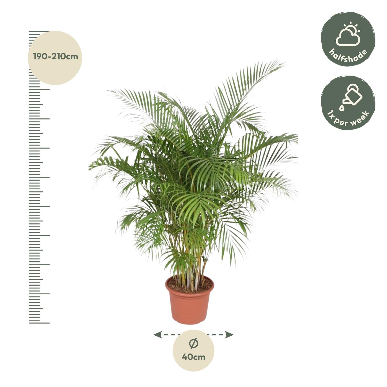 Dypsis Lutescens (Areca Palm) — Premium Tropische kamerplant