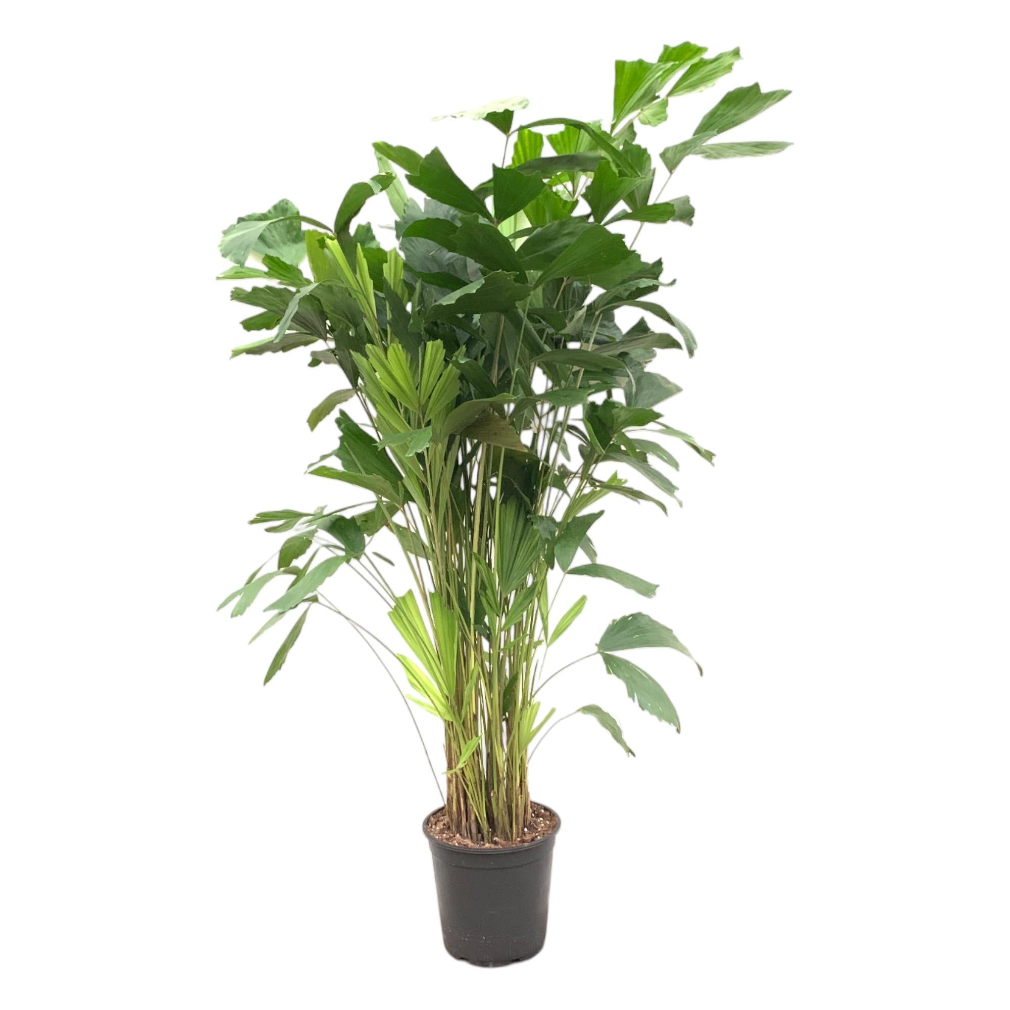 Caryota Mitis (vissenstaartpalm) – bijzondere grote kamerpalm