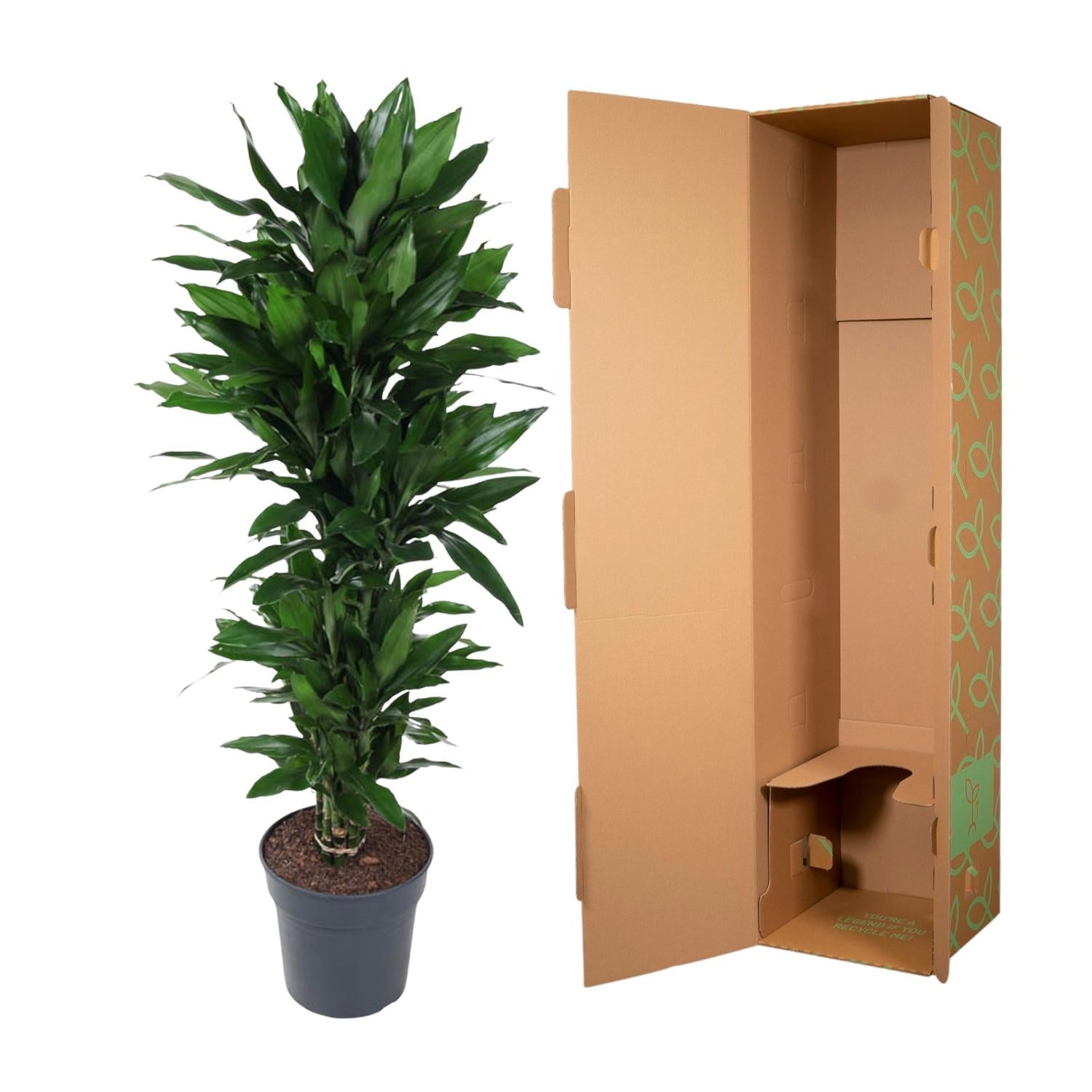 Dracaena Janet Lind vertakt – grote donkergroene Dracaena kamerplant