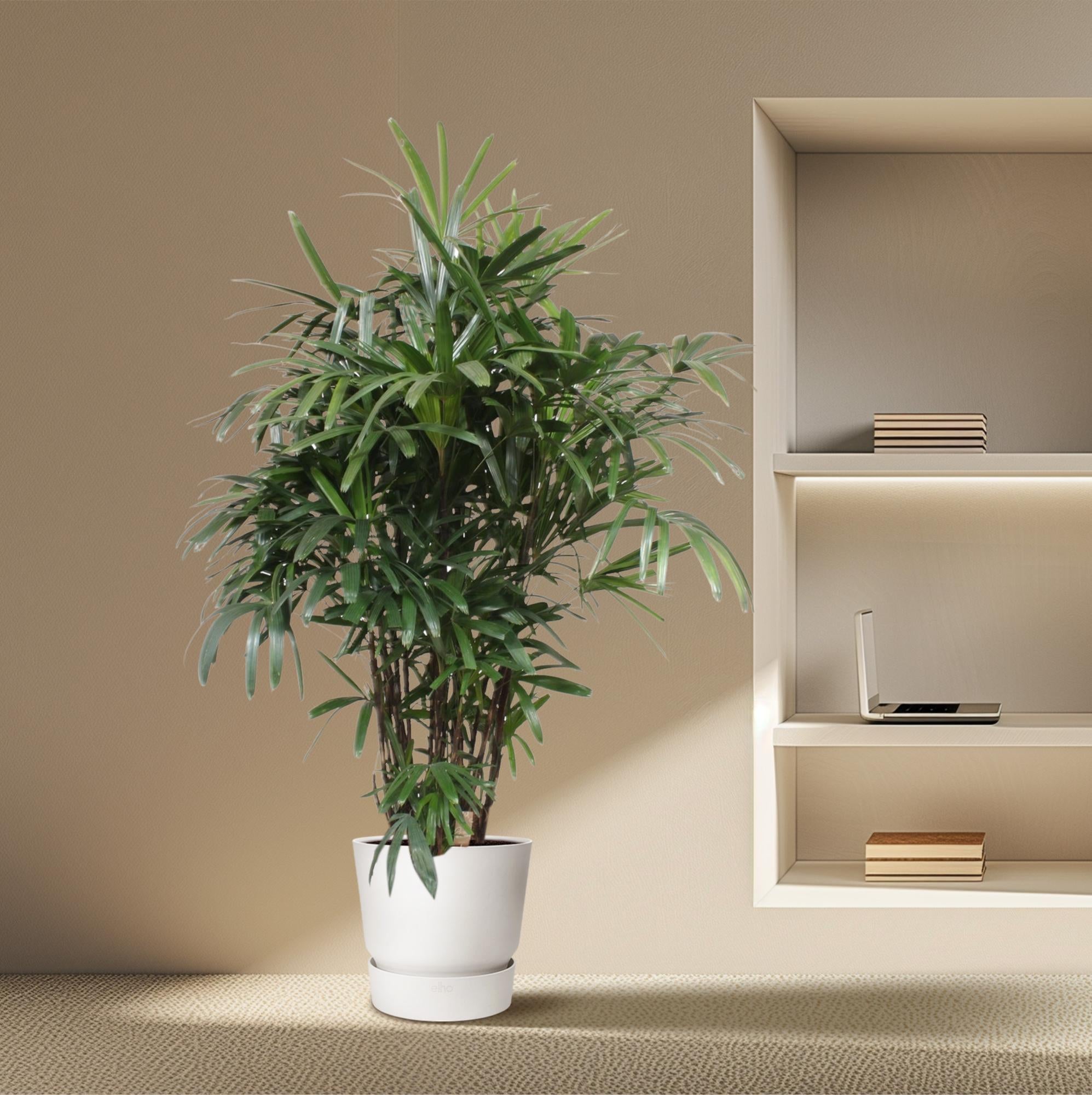 Rhapis Excelsa – exclusieve bamboepalm kamerplant 190 cm