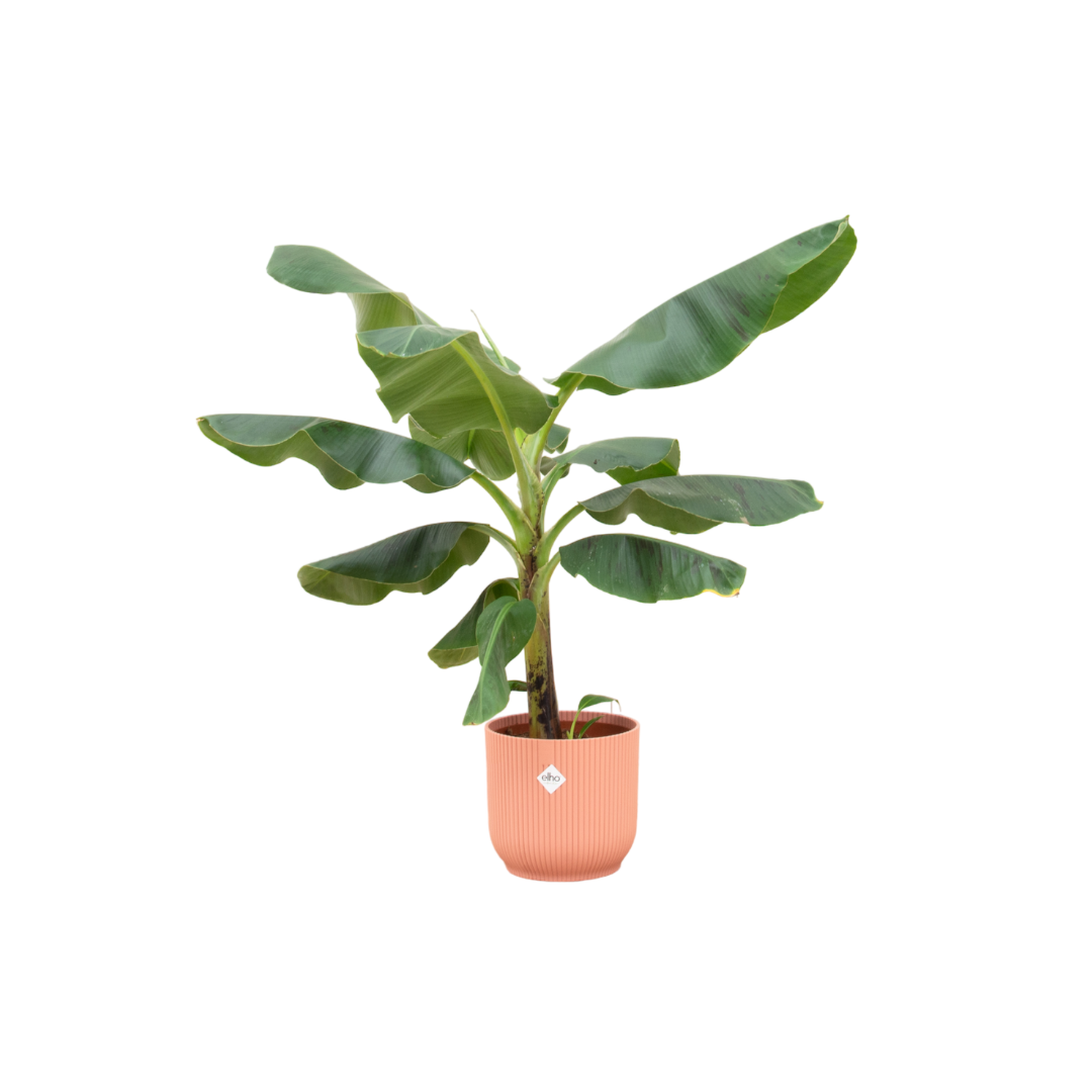 Bananenplant (Musa) – kamerplant met elho Vibes Fold Round sierpot - 100 cm, Ø22