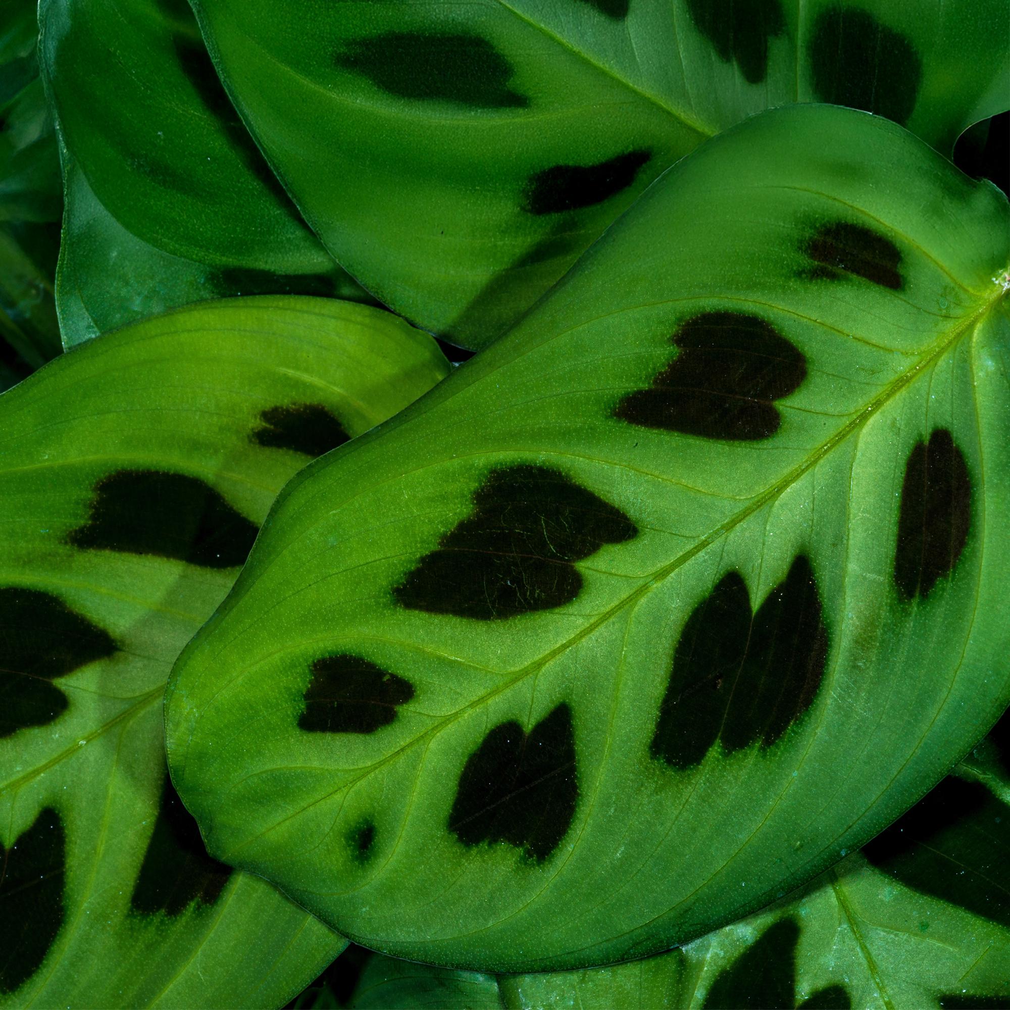 Green boutiQ - Kamerplant - Maranta Fascinator Kerchoveana - Zebraplant - Huisdiervriendelijke Plant - Groen - 1 Plant - met Potter Grijs - Pot 12cm - Hoogte 25cm