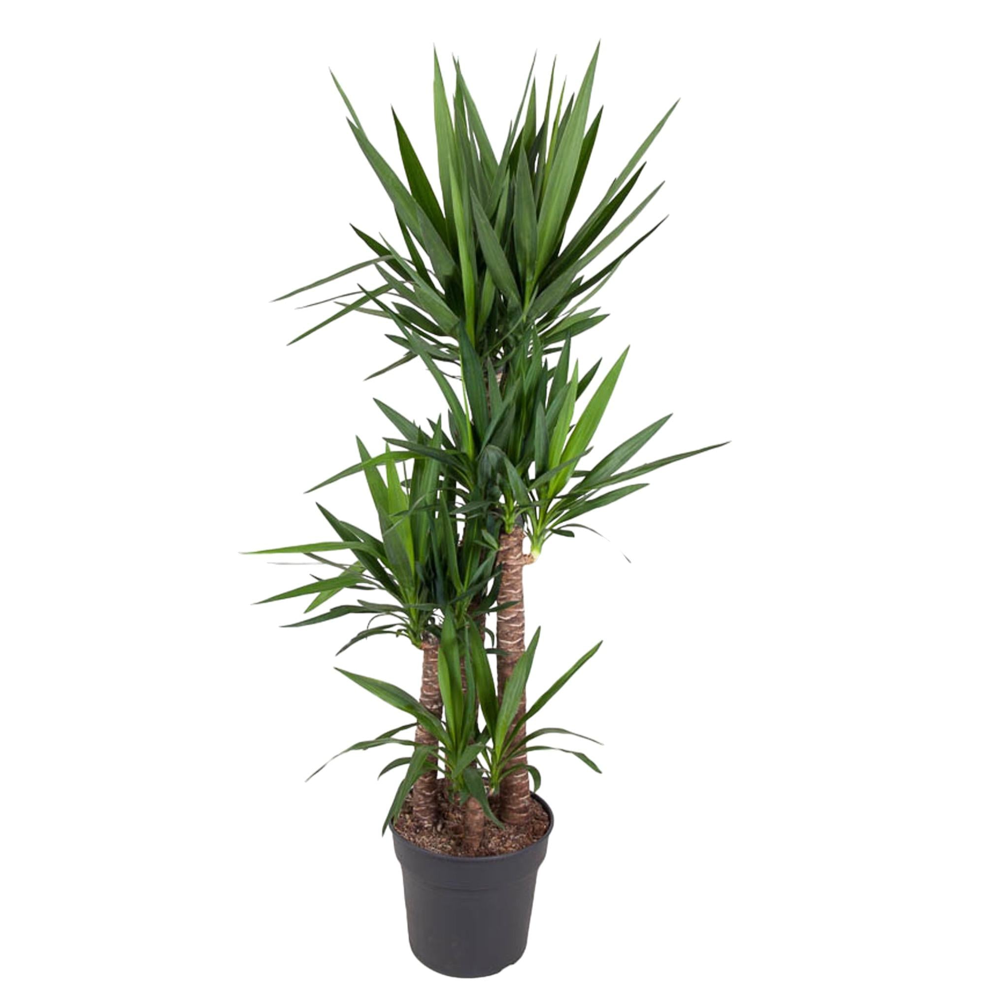 Yucca Elephantipes – grote stoere kamerplant in kweekpot