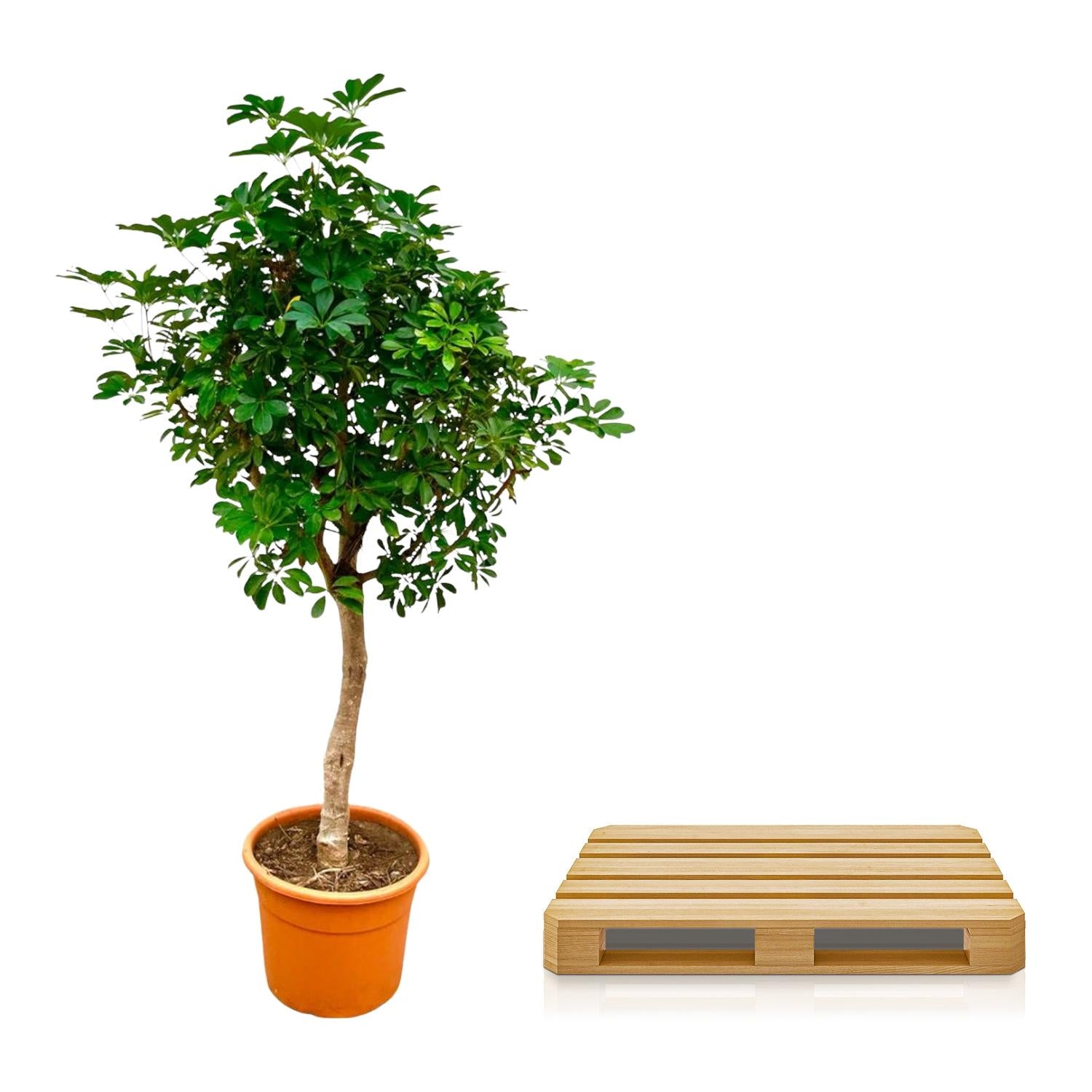 Schefflera op stam – grote groene kamerplant op stam