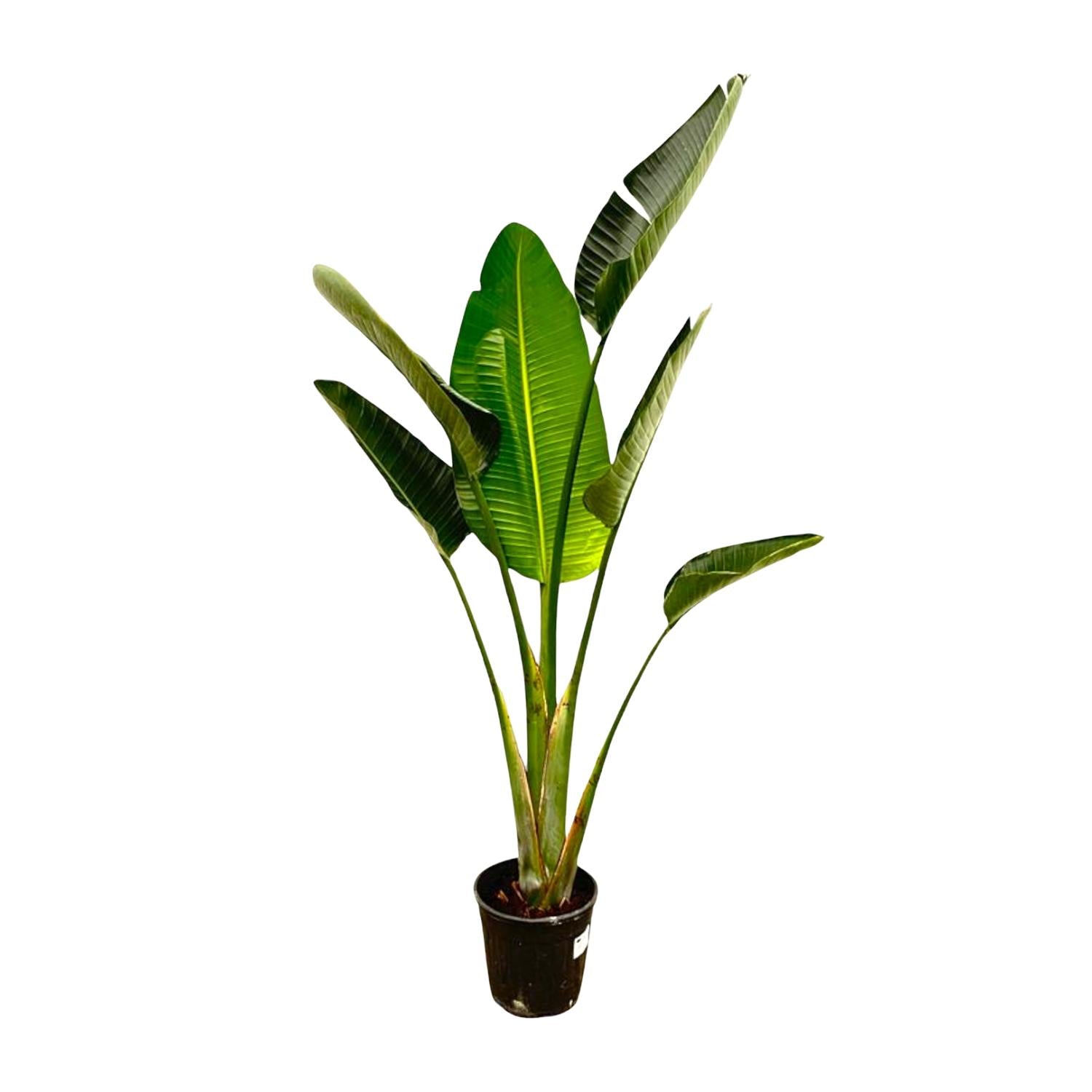 Strelitzia Augusta – grote paradijsvogelplant kamerplant in kweekpot