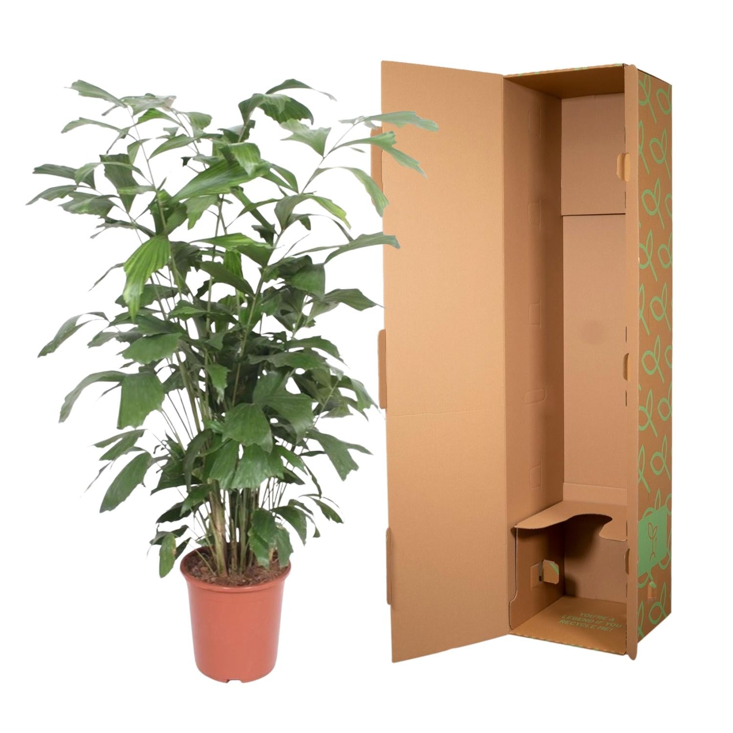 Caryota Mitis (vissenstaartpalm) – bijzondere grote kamerpalm