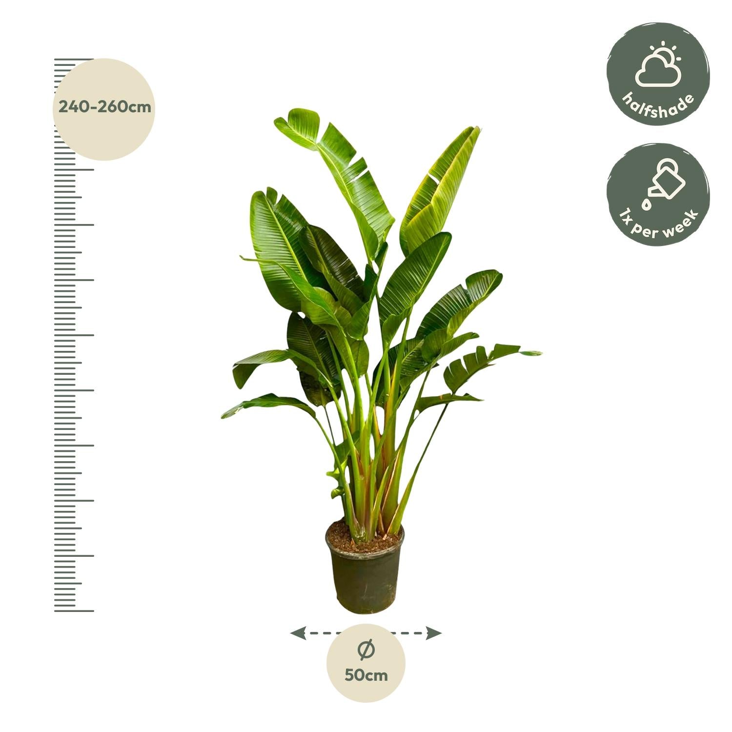 Strelitzia Augusta multi stam XXL - Grote decoratieve kamerplant met luxe uitstraling