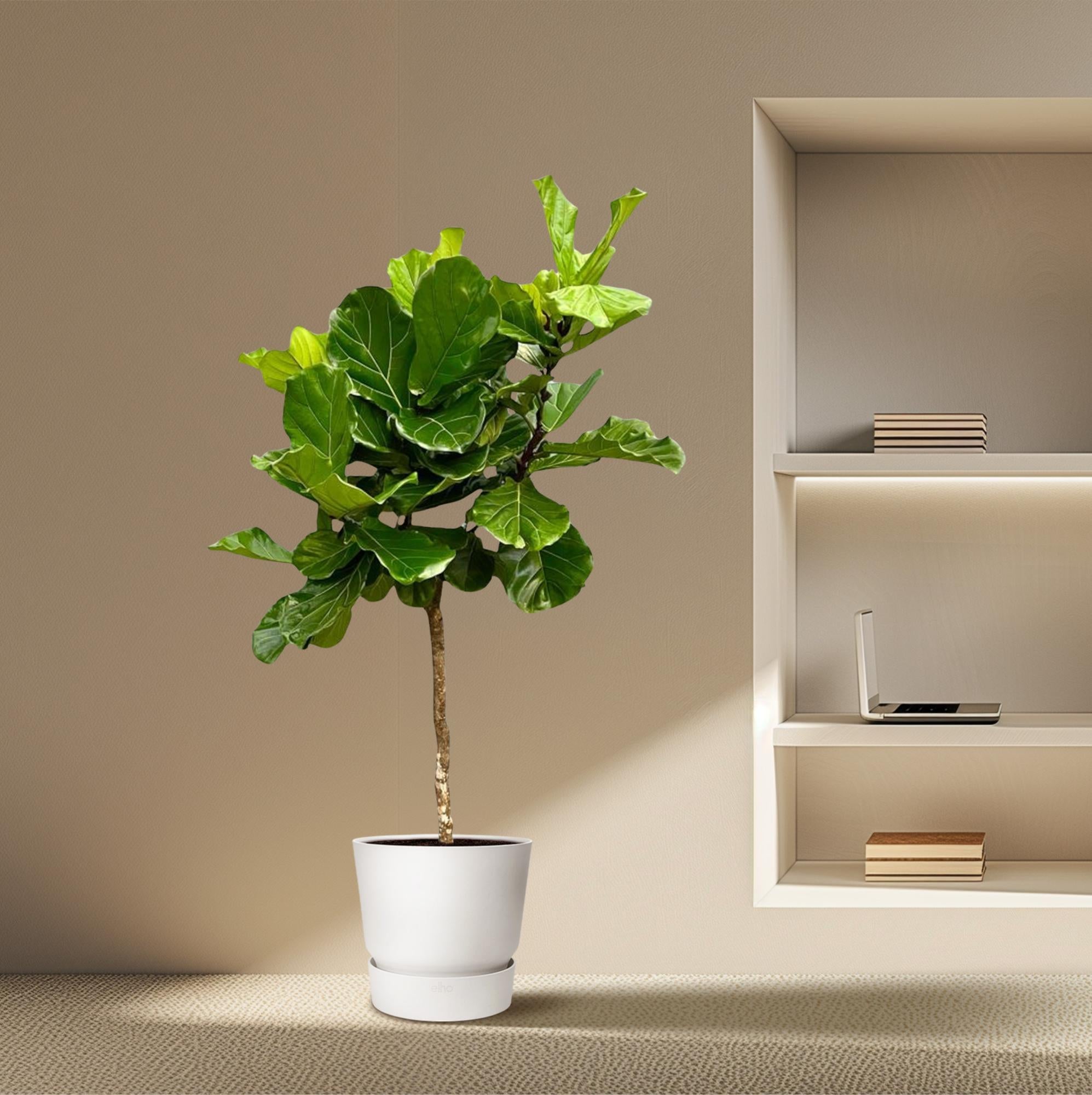 Ficus Lyrata boom - grote, stijlvolle kamerplant voor binnen en interieurdecoratie