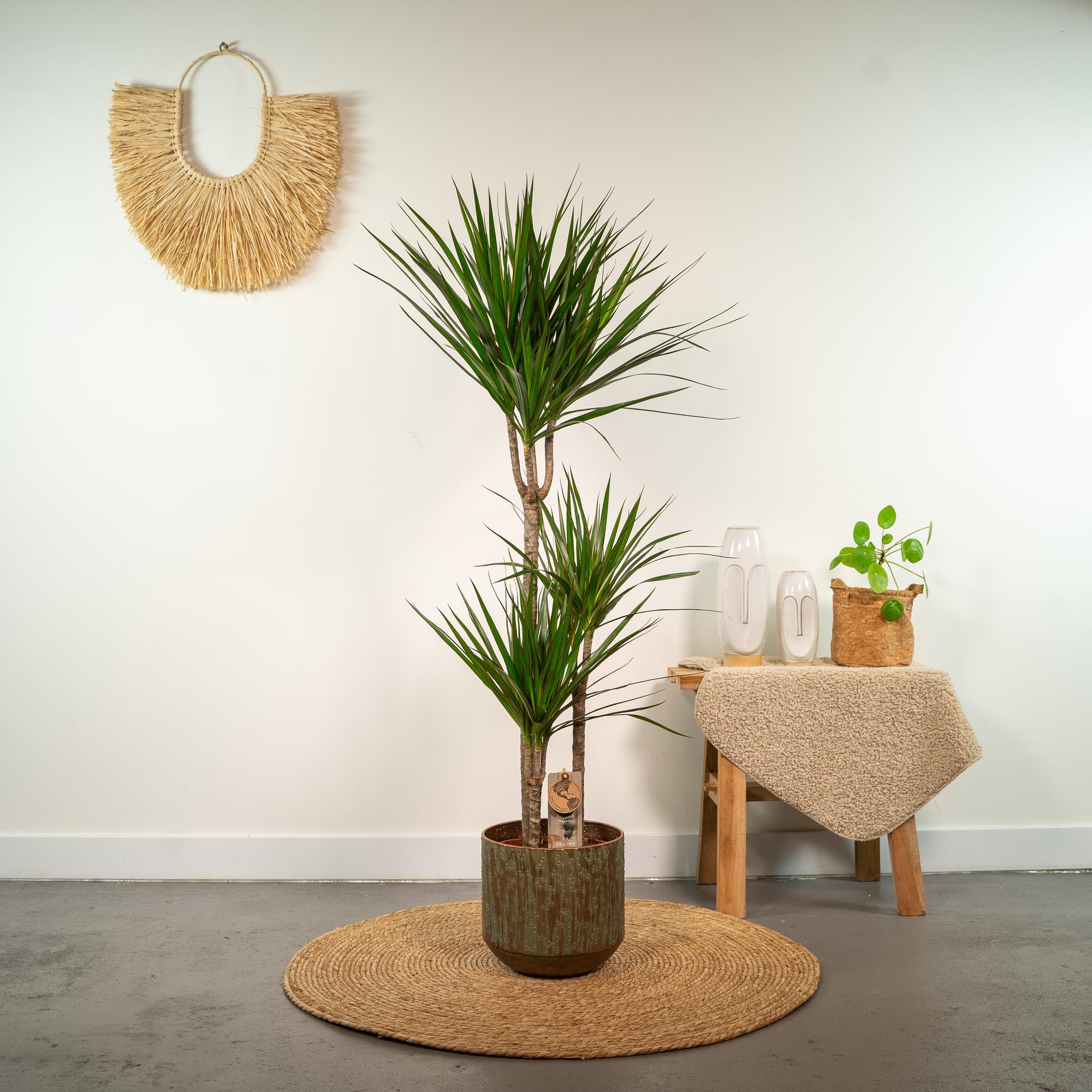 Dracaena Marginata - kamerplant in kweekpot