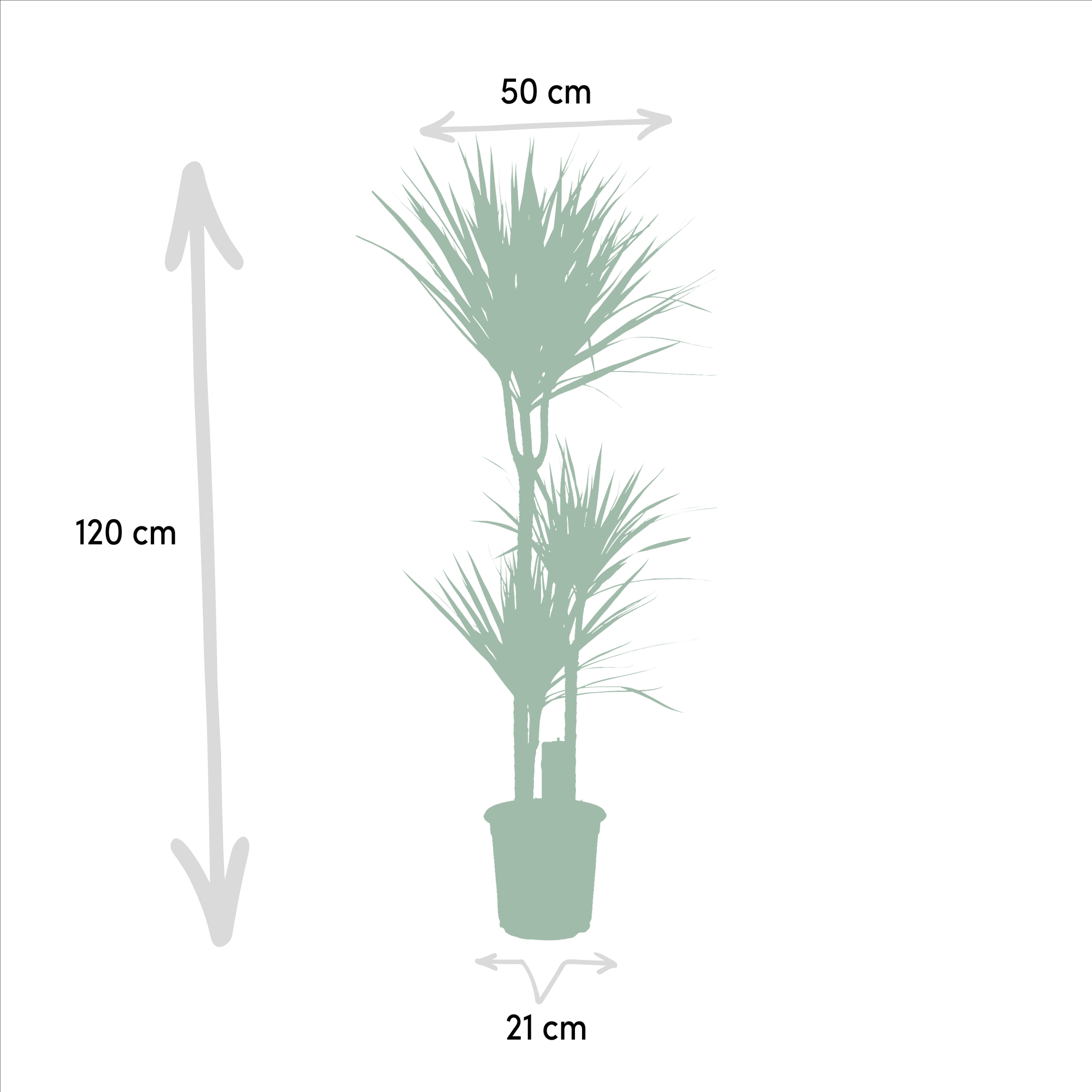 Dracaena Marginata - kamerplant in kweekpot