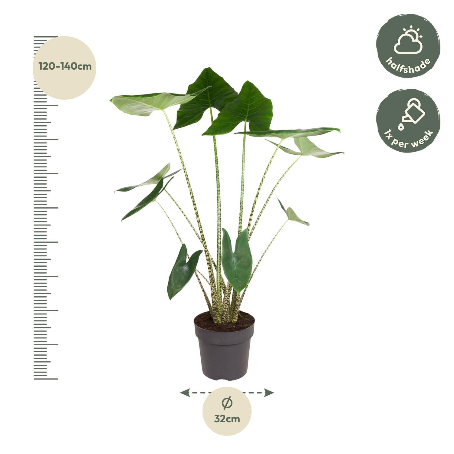 Alocasia Zebrina - Tropical Alocasia Houseplant with Decorative Striped Stems