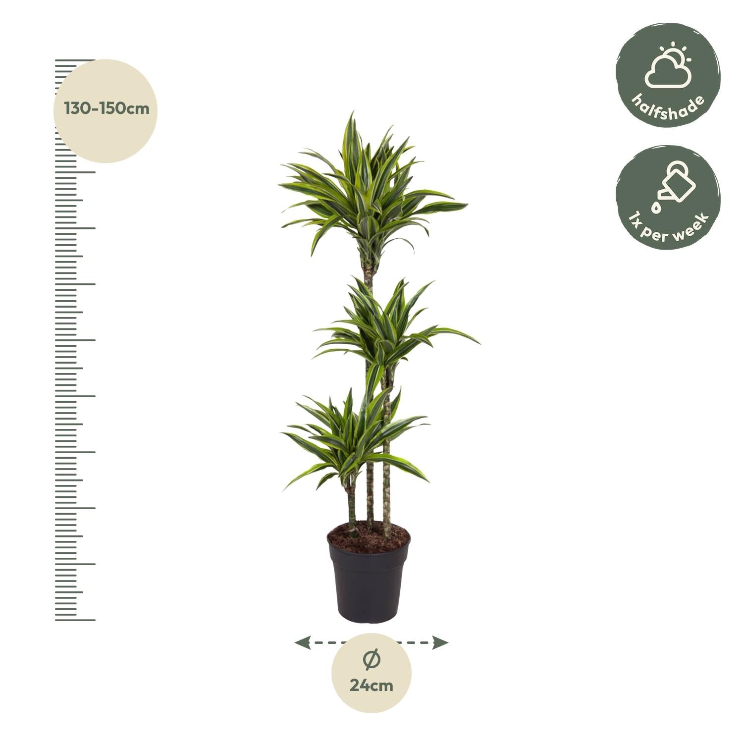 Dracaena Lemon Lime decorative indoor plant for home and office, premium quality