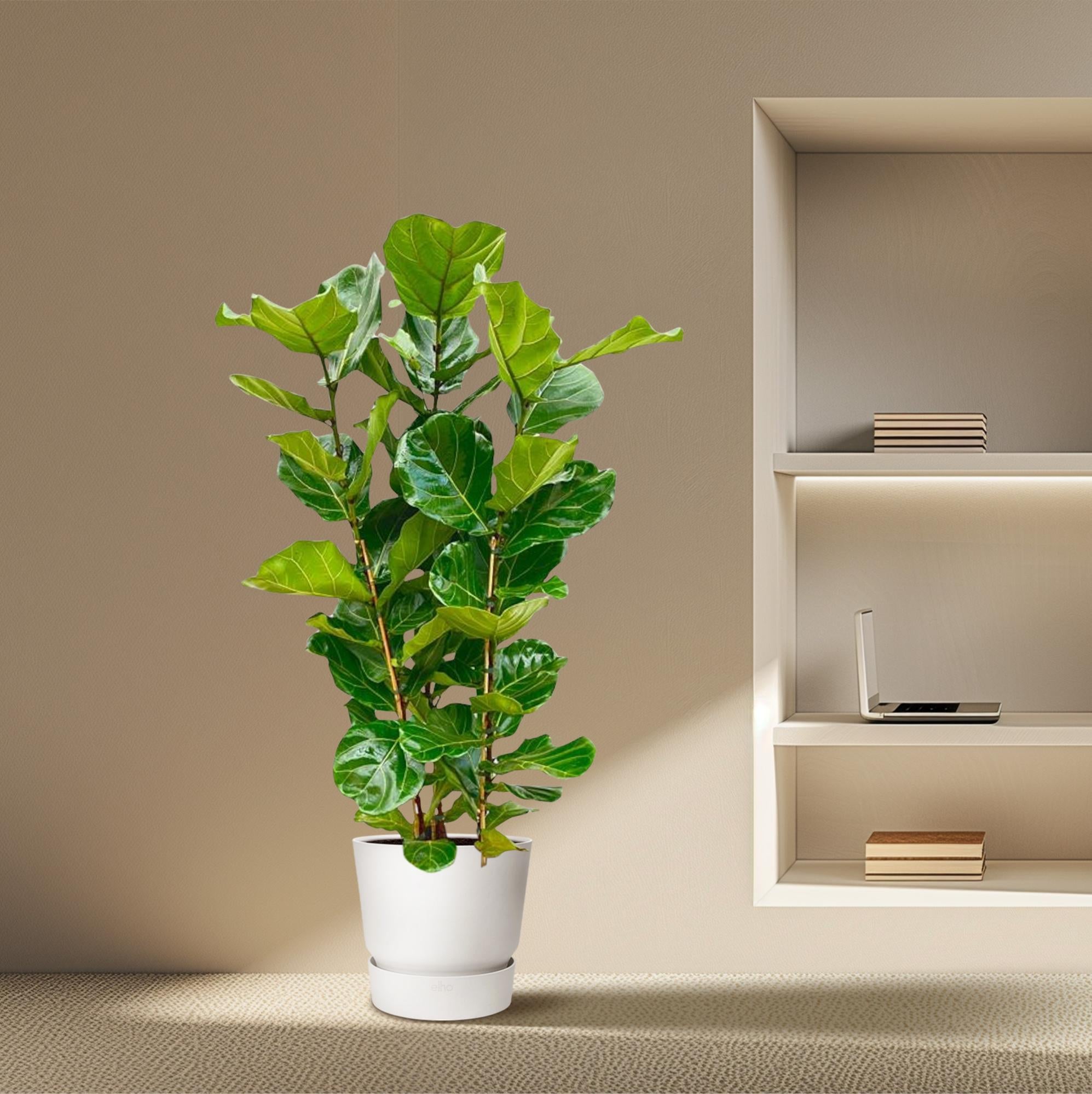 Ficus Lyrata struik - elegante kamerplant voor woonkamer, kantoor en interieurdecoratie