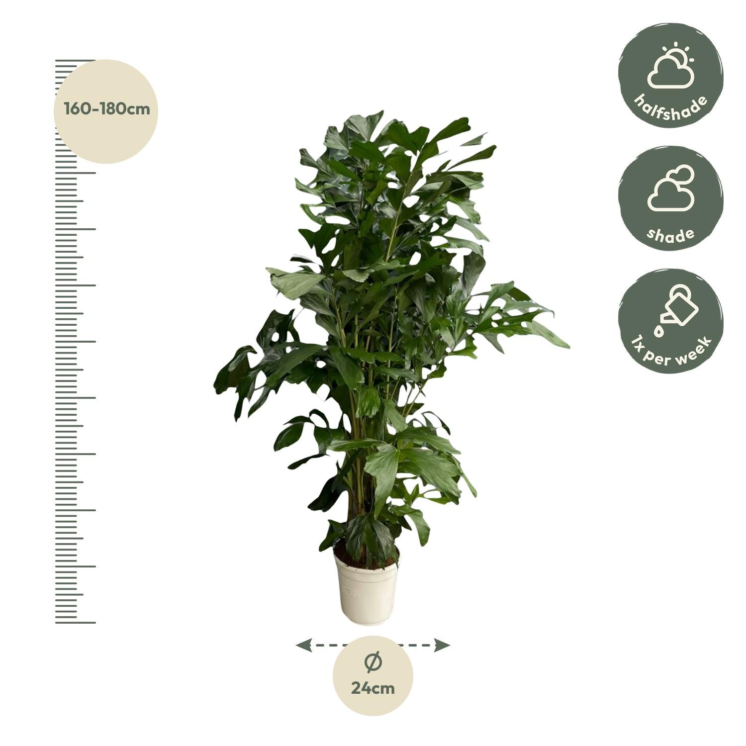 Caryota Mitis (vissenstaartpalm) – bijzondere grote kamerpalm
