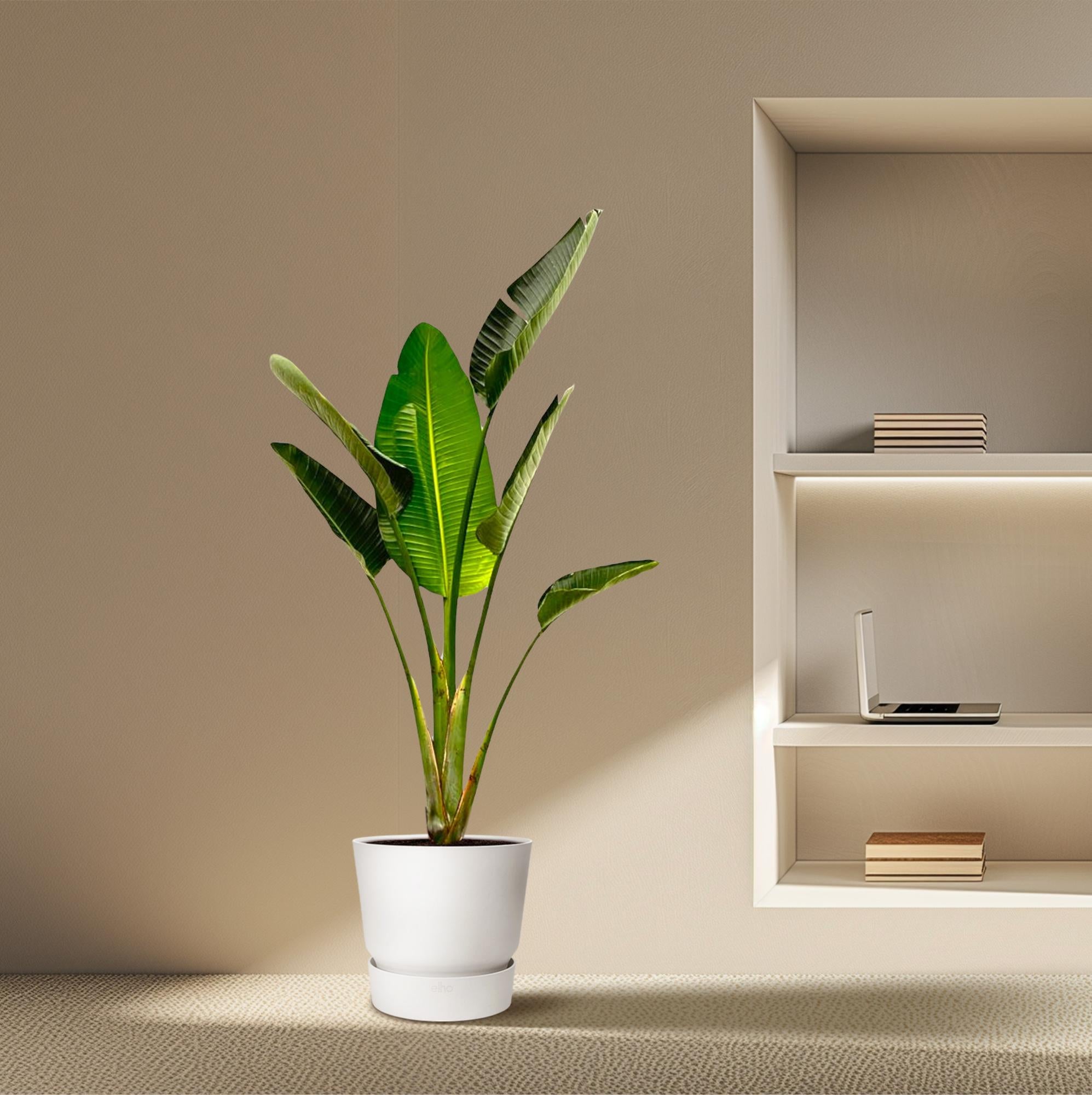 Strelitzia Augusta – grote paradijsvogelplant kamerplant in kweekpot