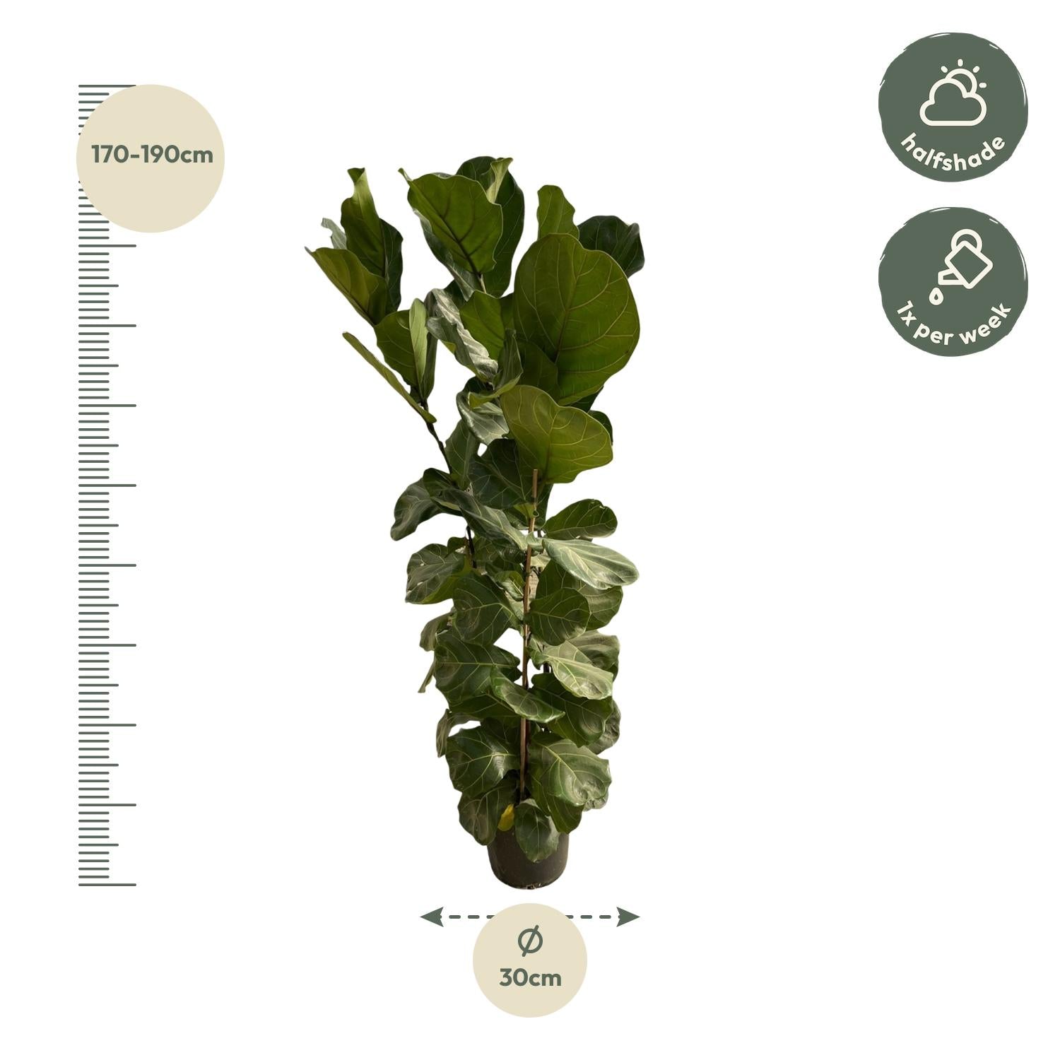 Ficus Lyrata struik - elegante kamerplant voor woonkamer, kantoor en interieurdecoratie