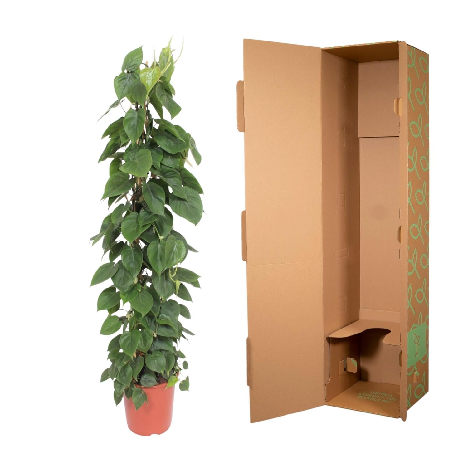 hilodendron Scandens – klimplant op gaasrek (groen & Brasil)
