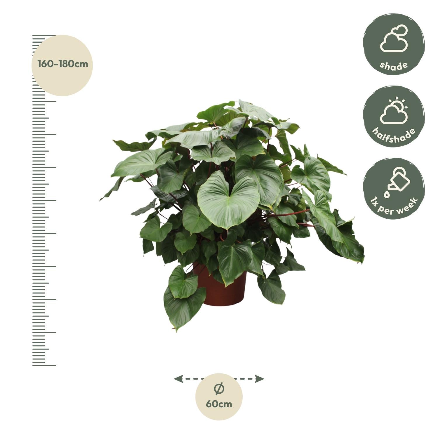 Homalomena Rubescens ‘Maggy’ – volle groene kamerplant